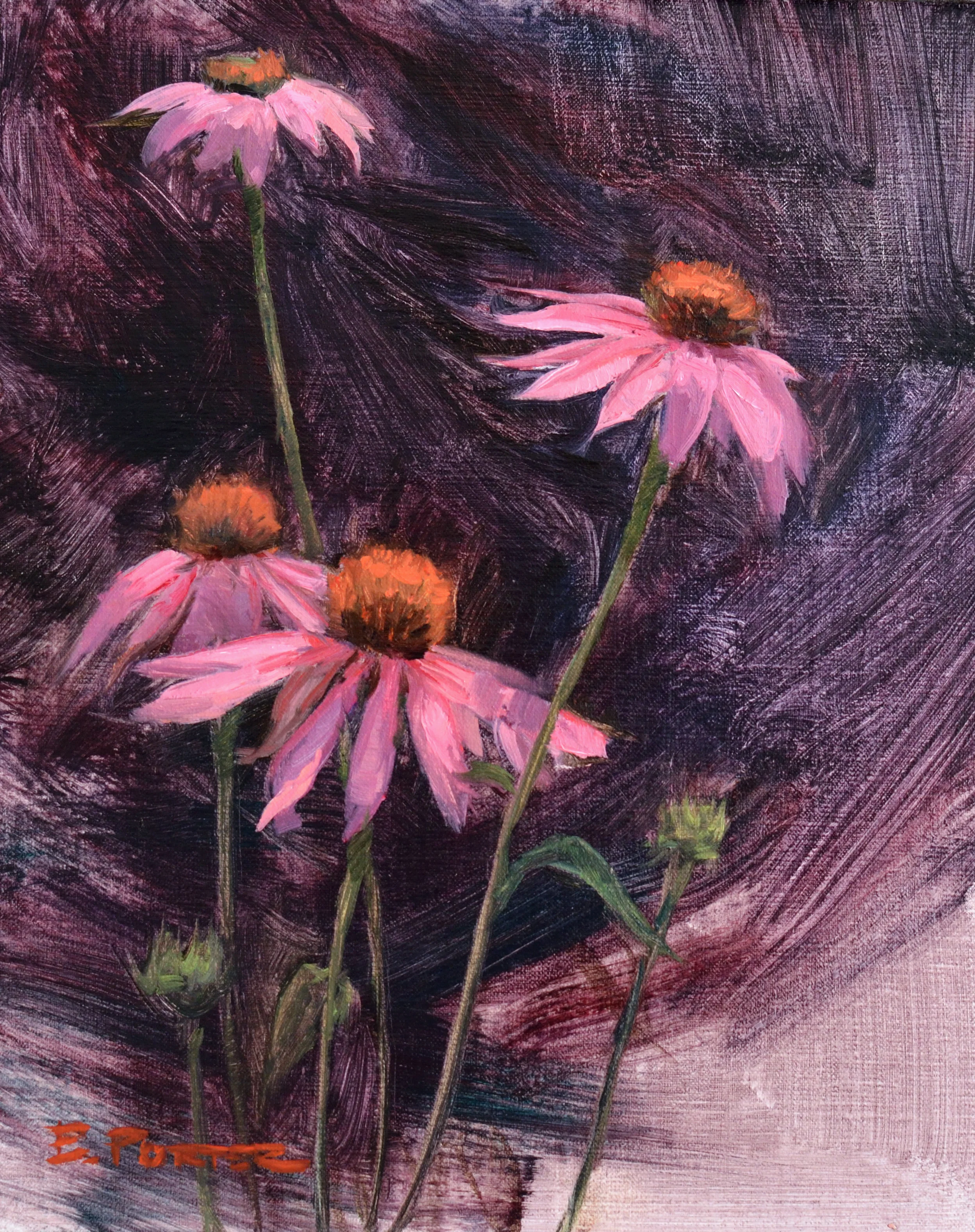Echinacea Purpurea