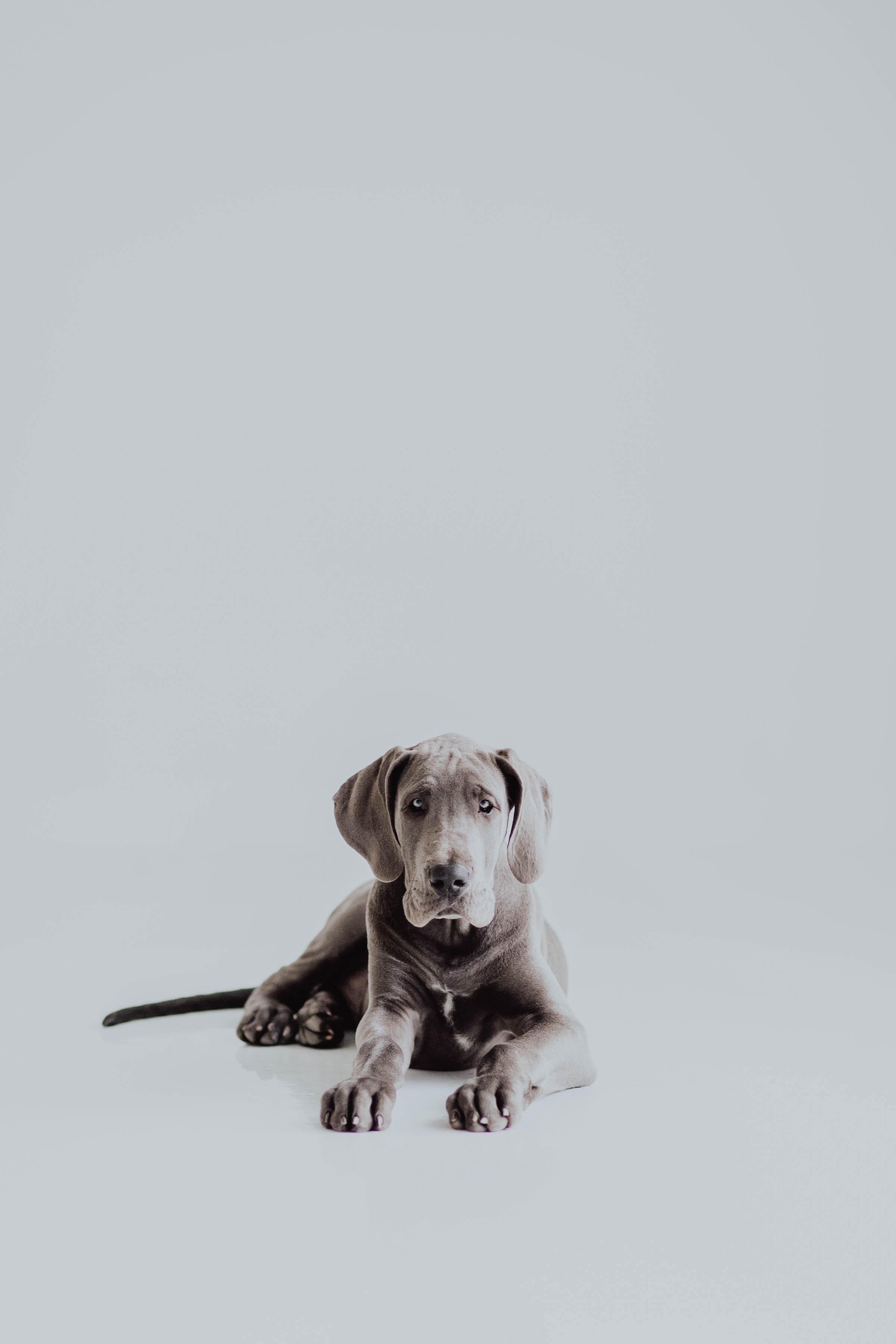 pet_portraits_dallas-8.jpg