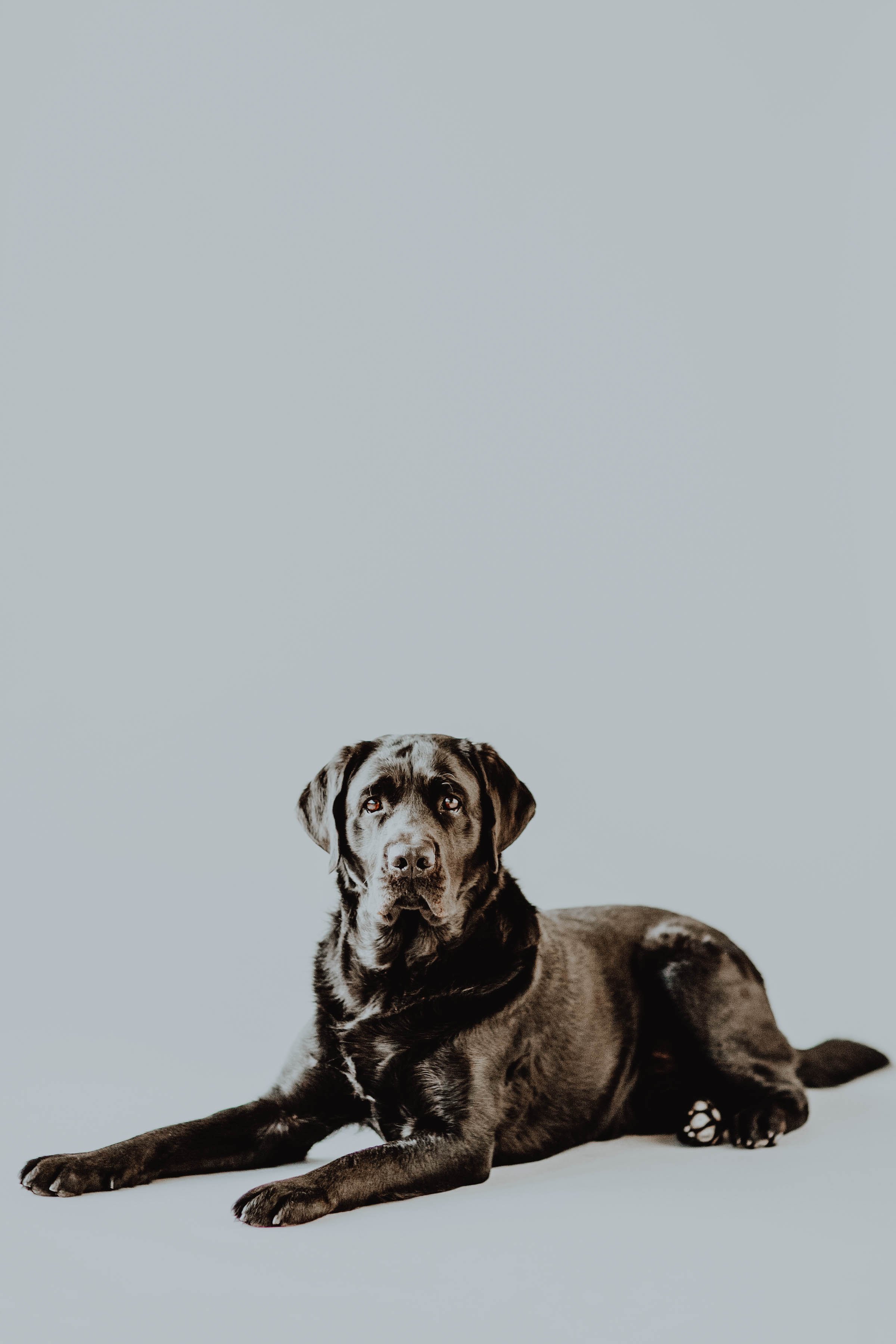 pet_portraits_dallas-22.jpg