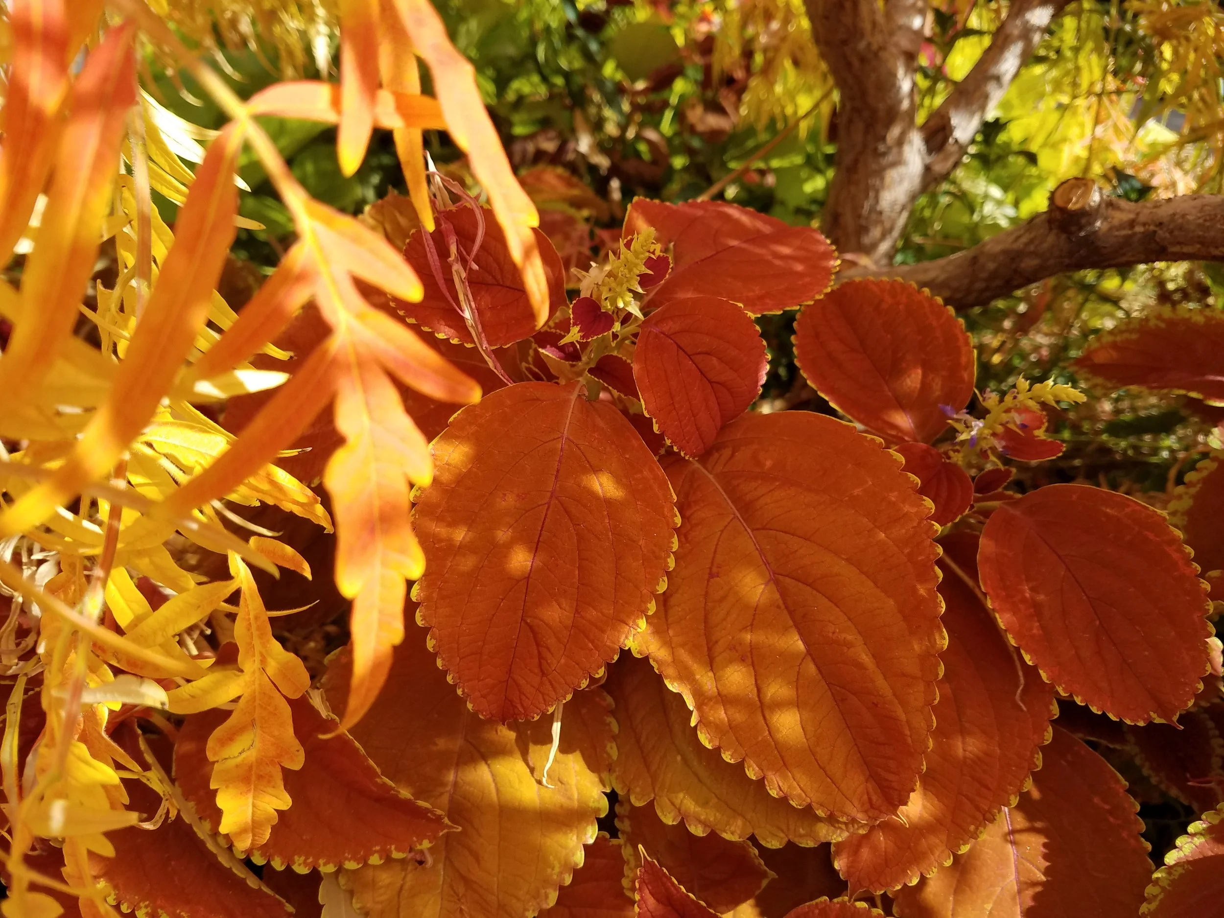 Fall Metaphysical Fair