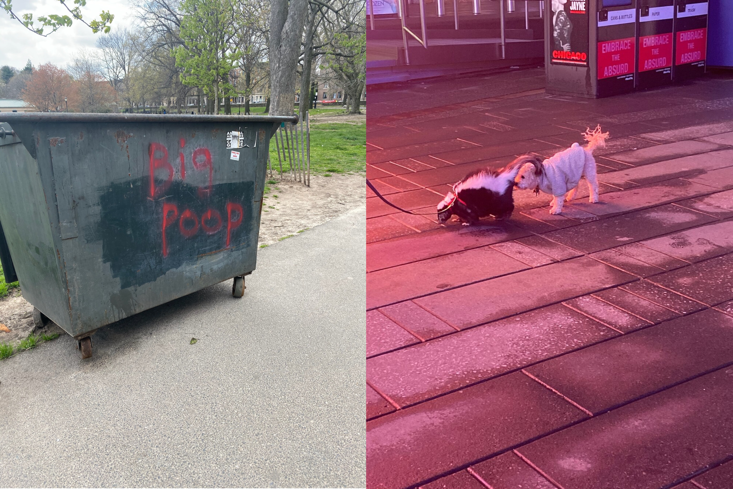 The Author and the Critic