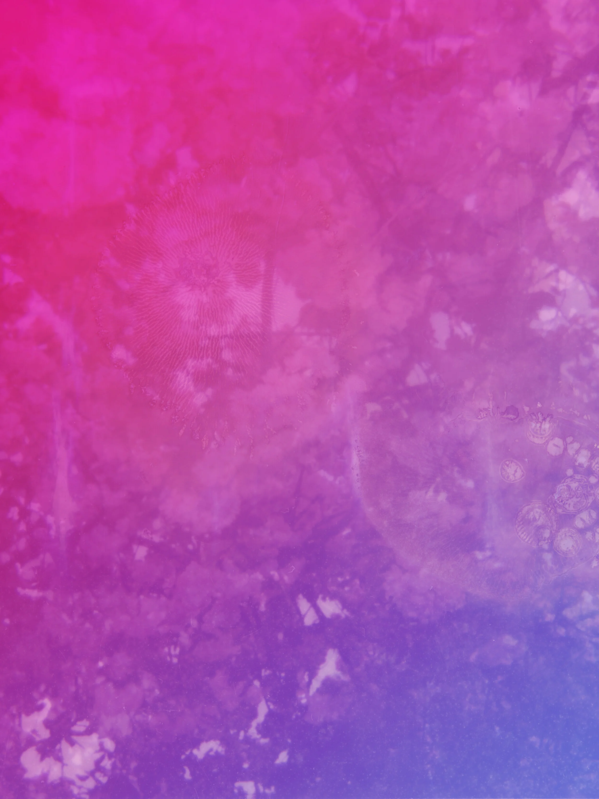 Talkin' Shit With Trisha