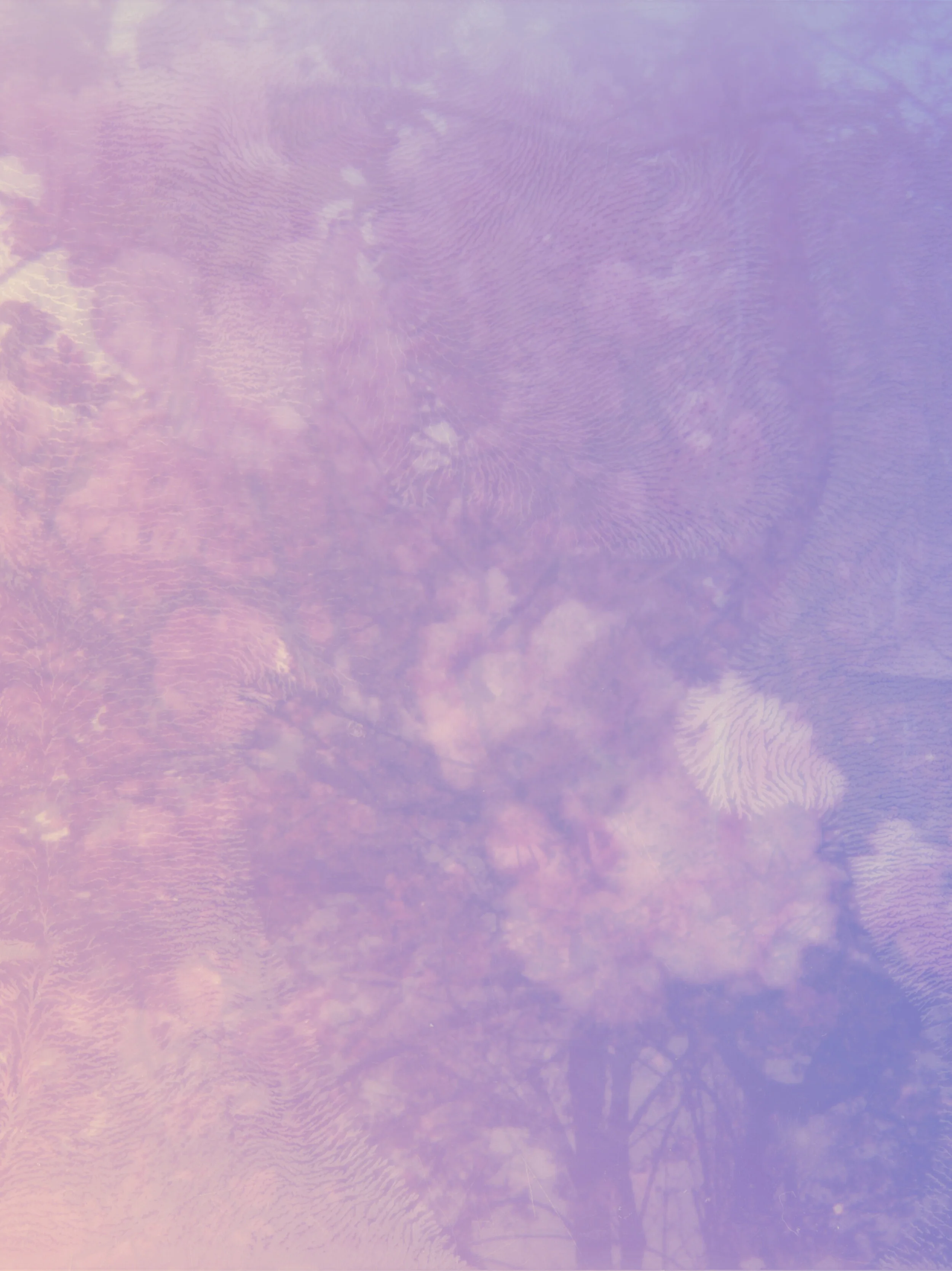 Sibling Transgressions and the Surrender of Language:  Sulaiman Addonia and Aharon Appelfeld 