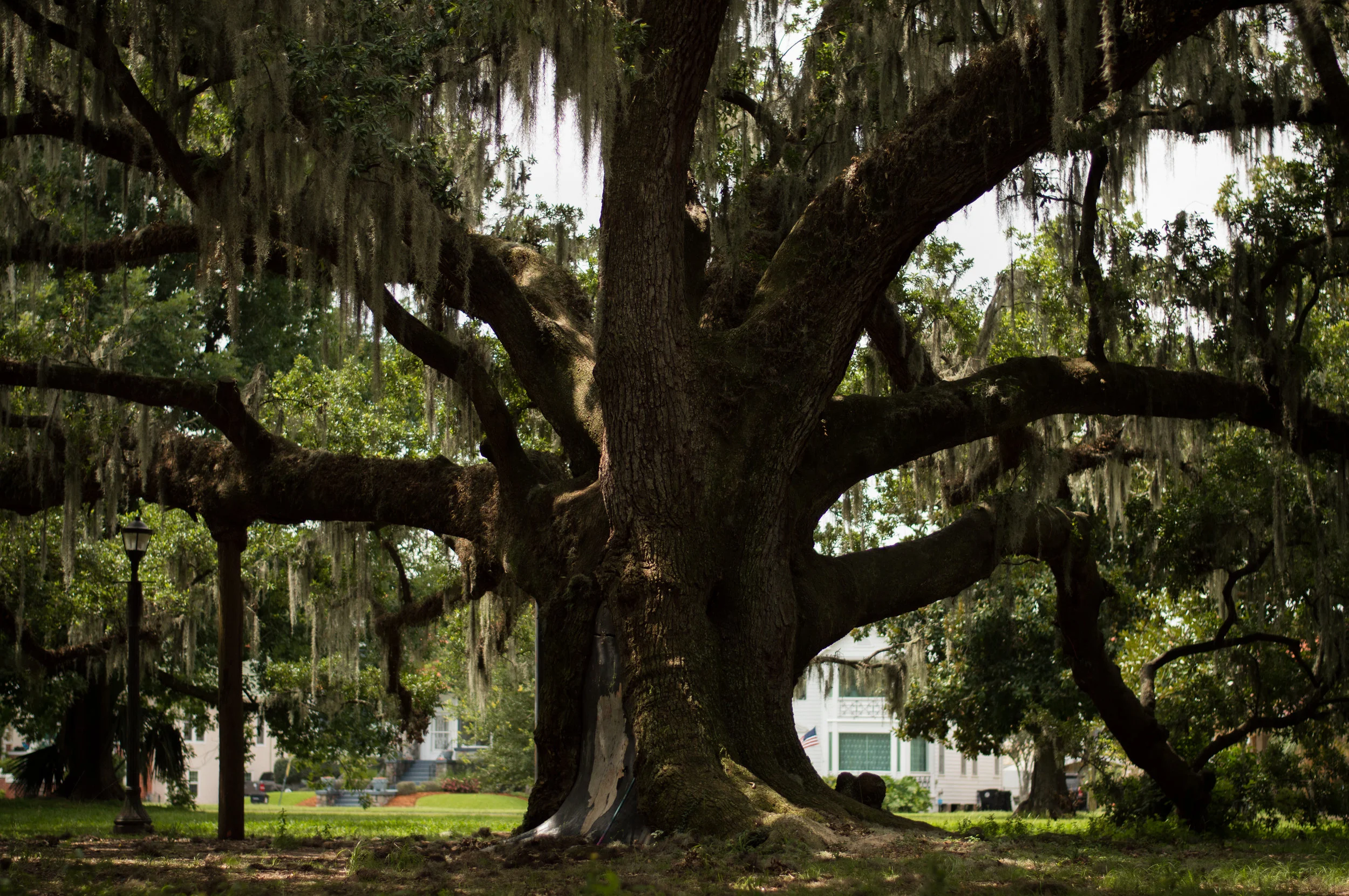 I think this is the McDonogh Oak. I did not get a chance to verify the tree tags, but my Snapchat geofilter did let me know it was in the area lol. At any rate, McDonogh is over 800 years old. The oldest living live oak is said to be the Angel Oak, …