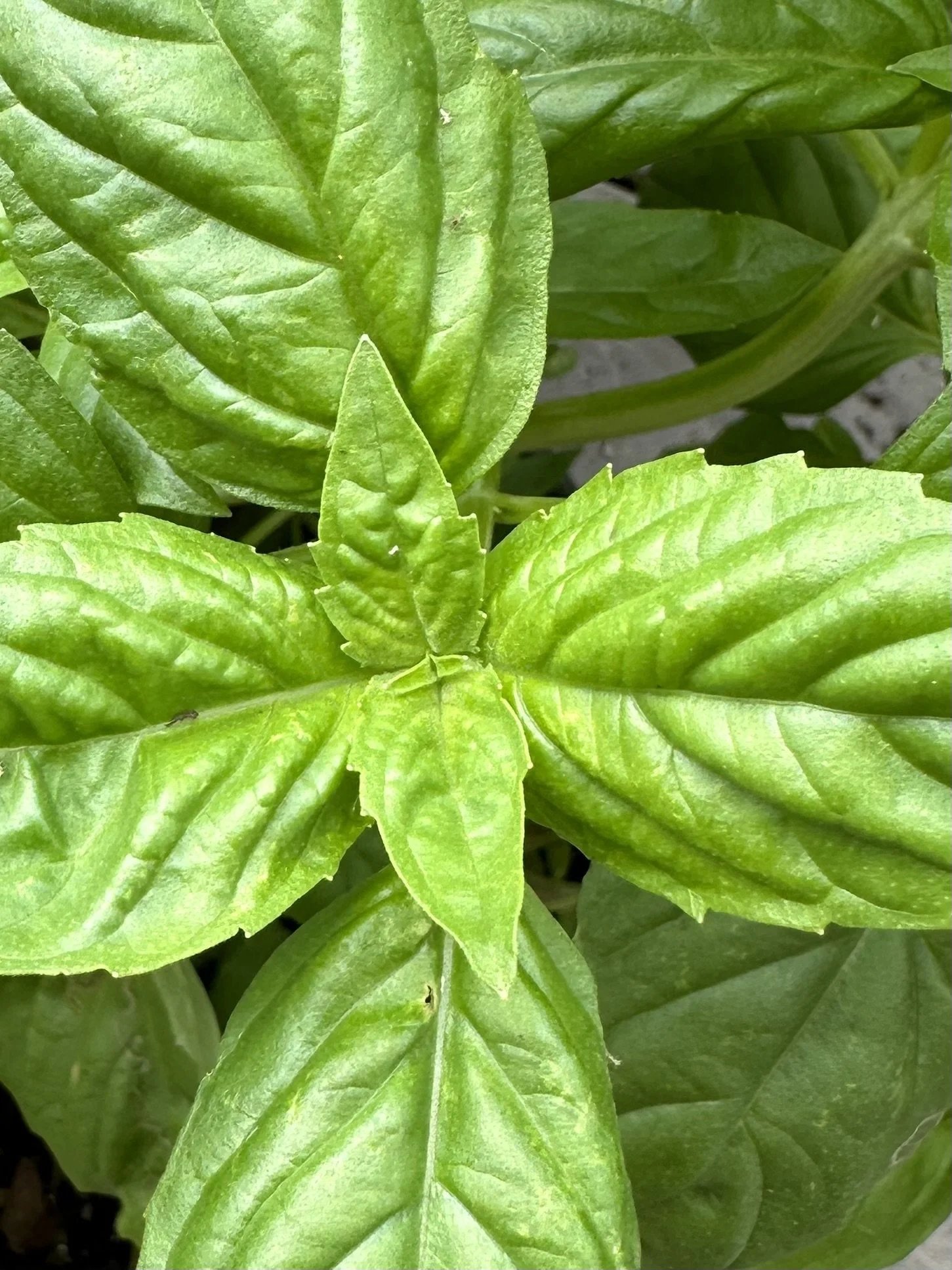 End of Summer Basil Pesto