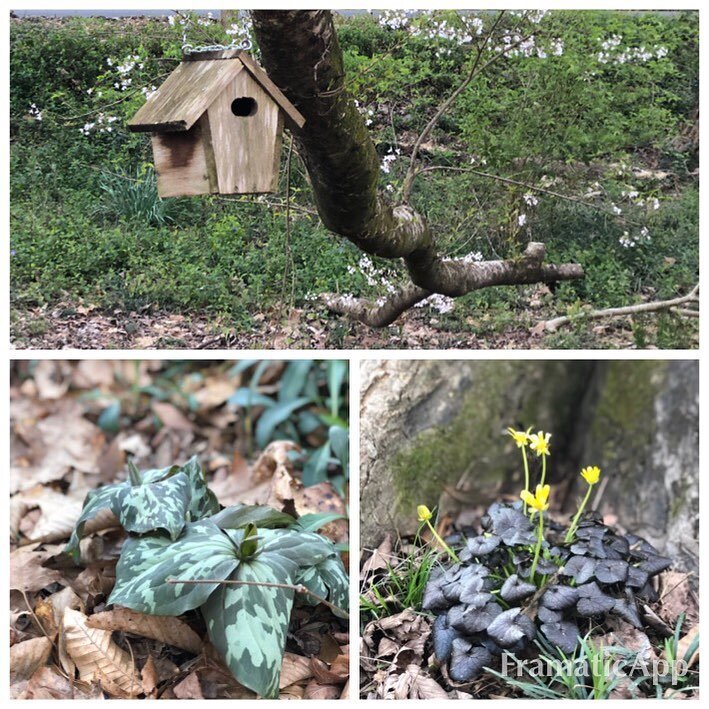 Spring on into the garden! Blooms are coming up everywhere! #trilliums #trees #birds #nativeplants #spring #weloveatl @georgianativeplantsociety