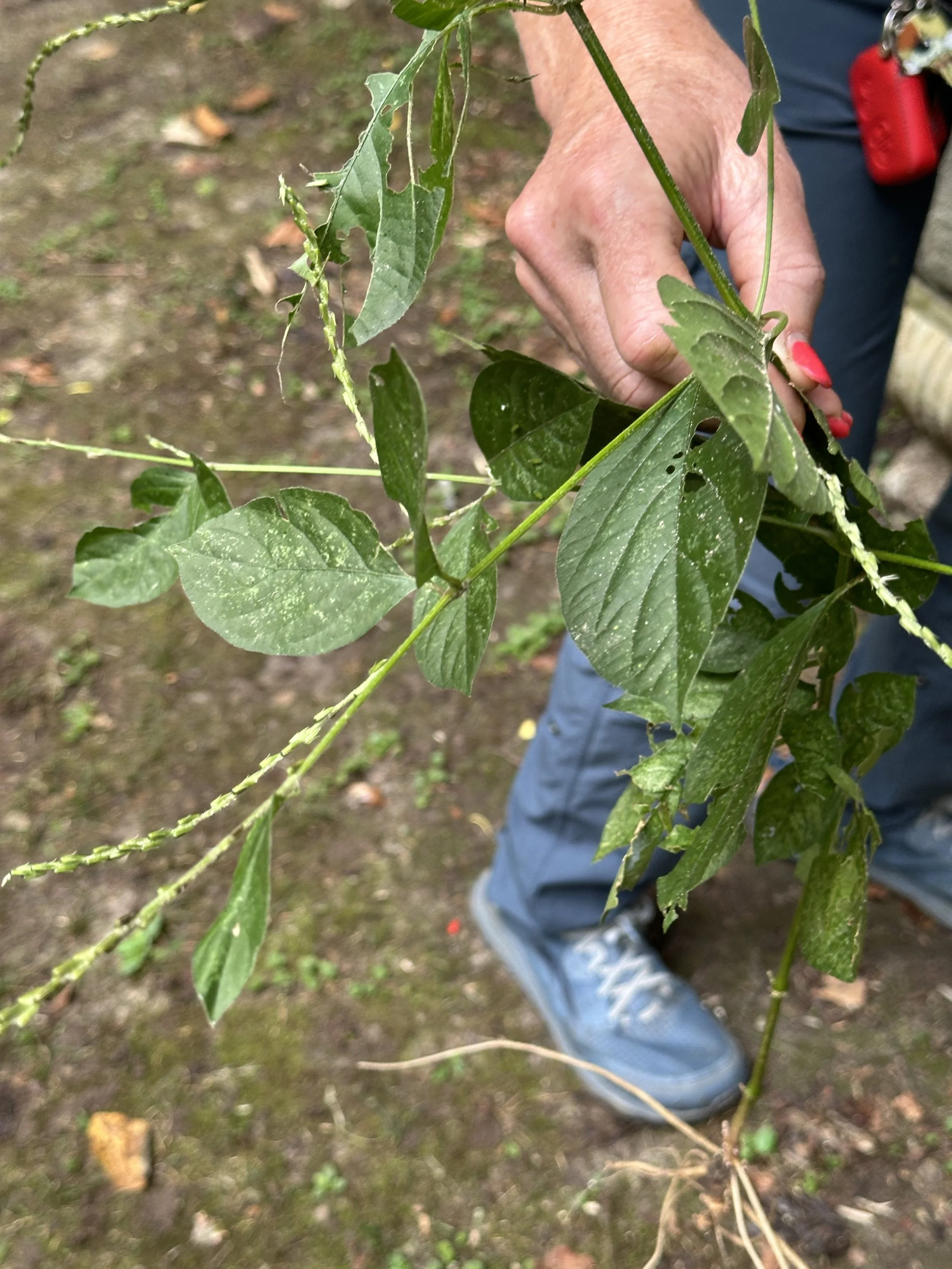 Bad stuff....pull when seen!.jpg