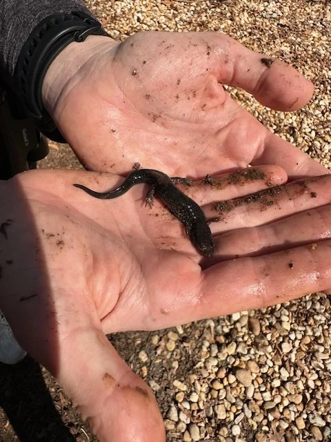 interesting life in the creek.jpeg