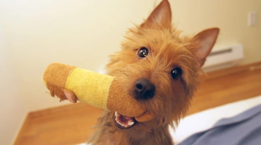 dogs2.jpg
