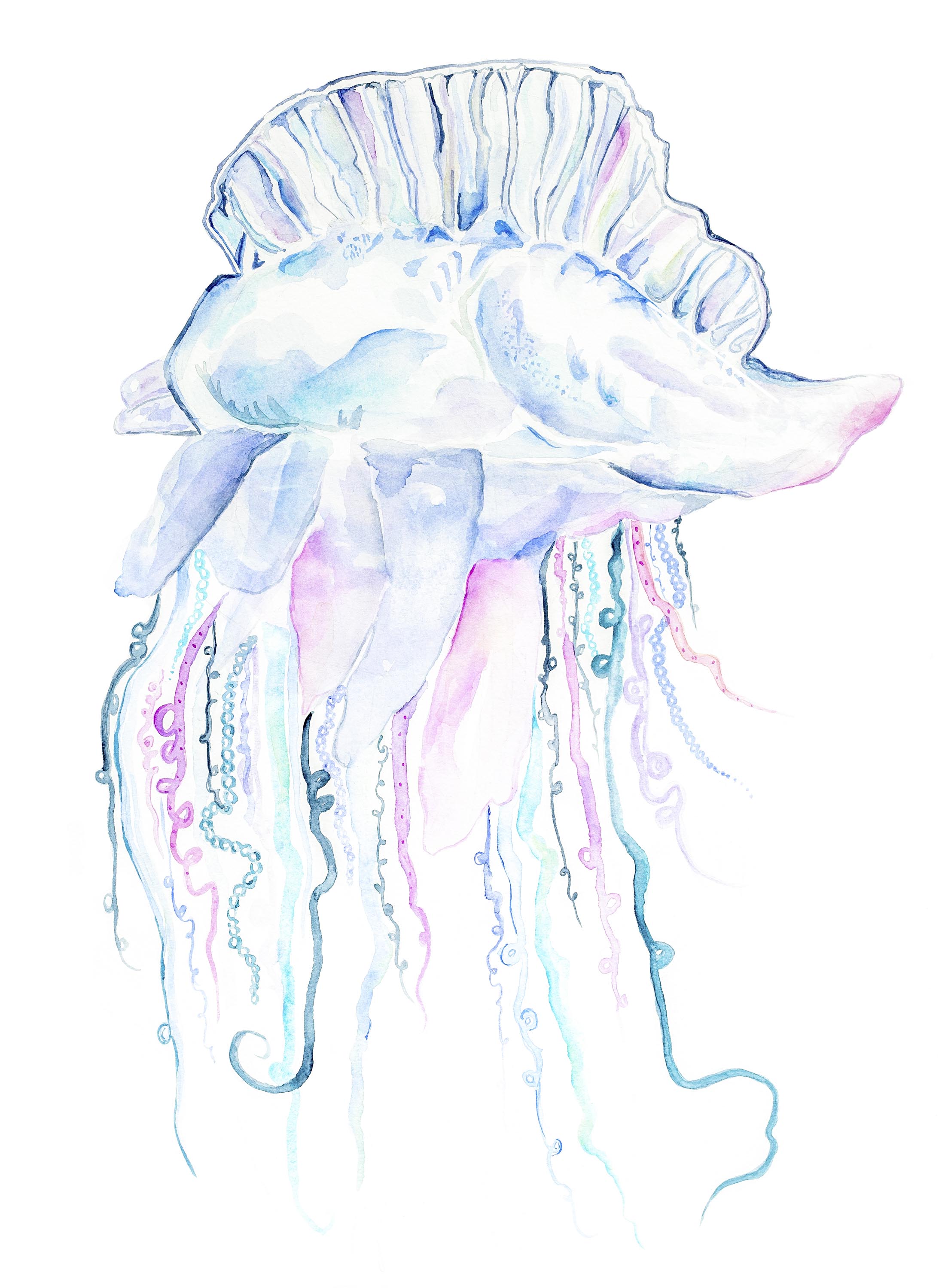 Jellyfish.jpg