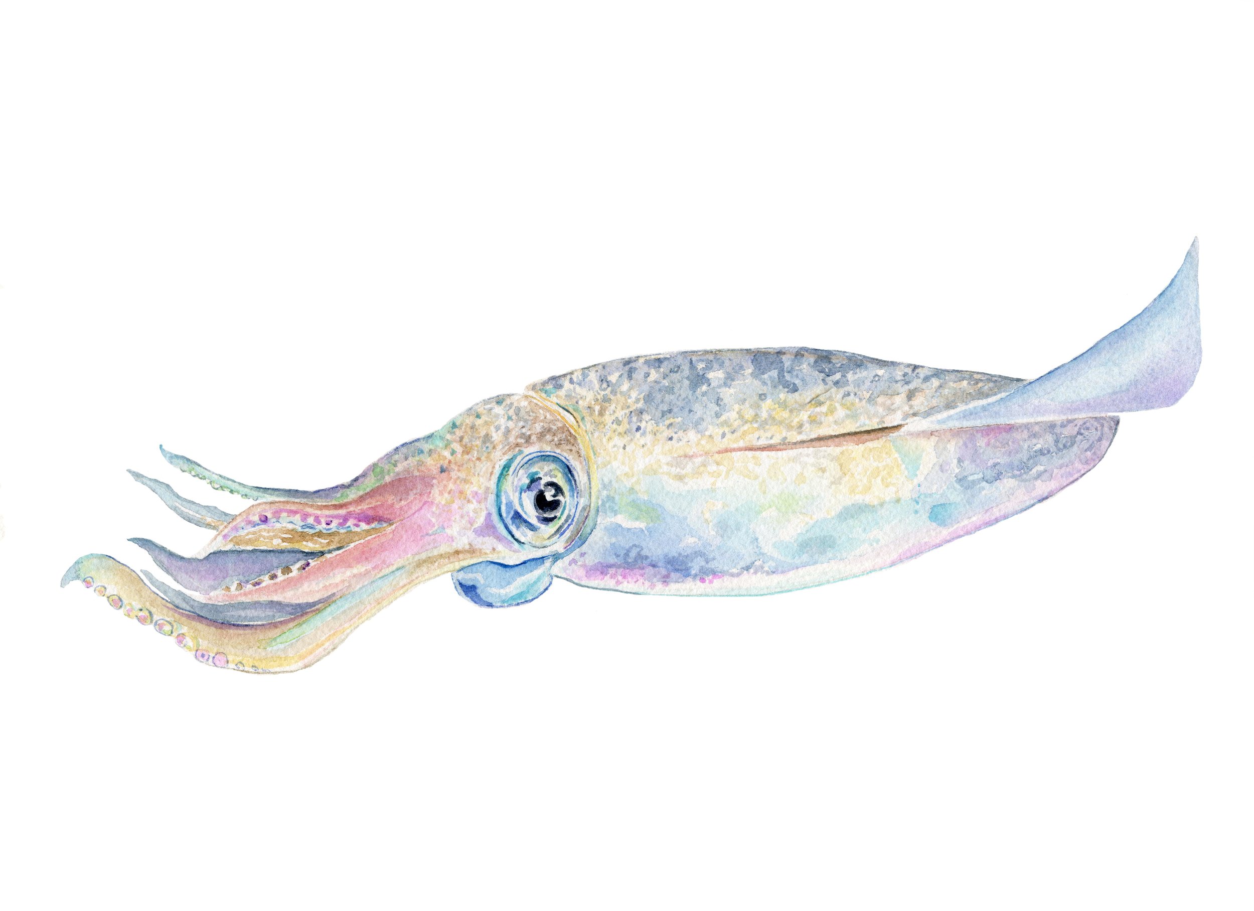 Squid for Imaging.jpg