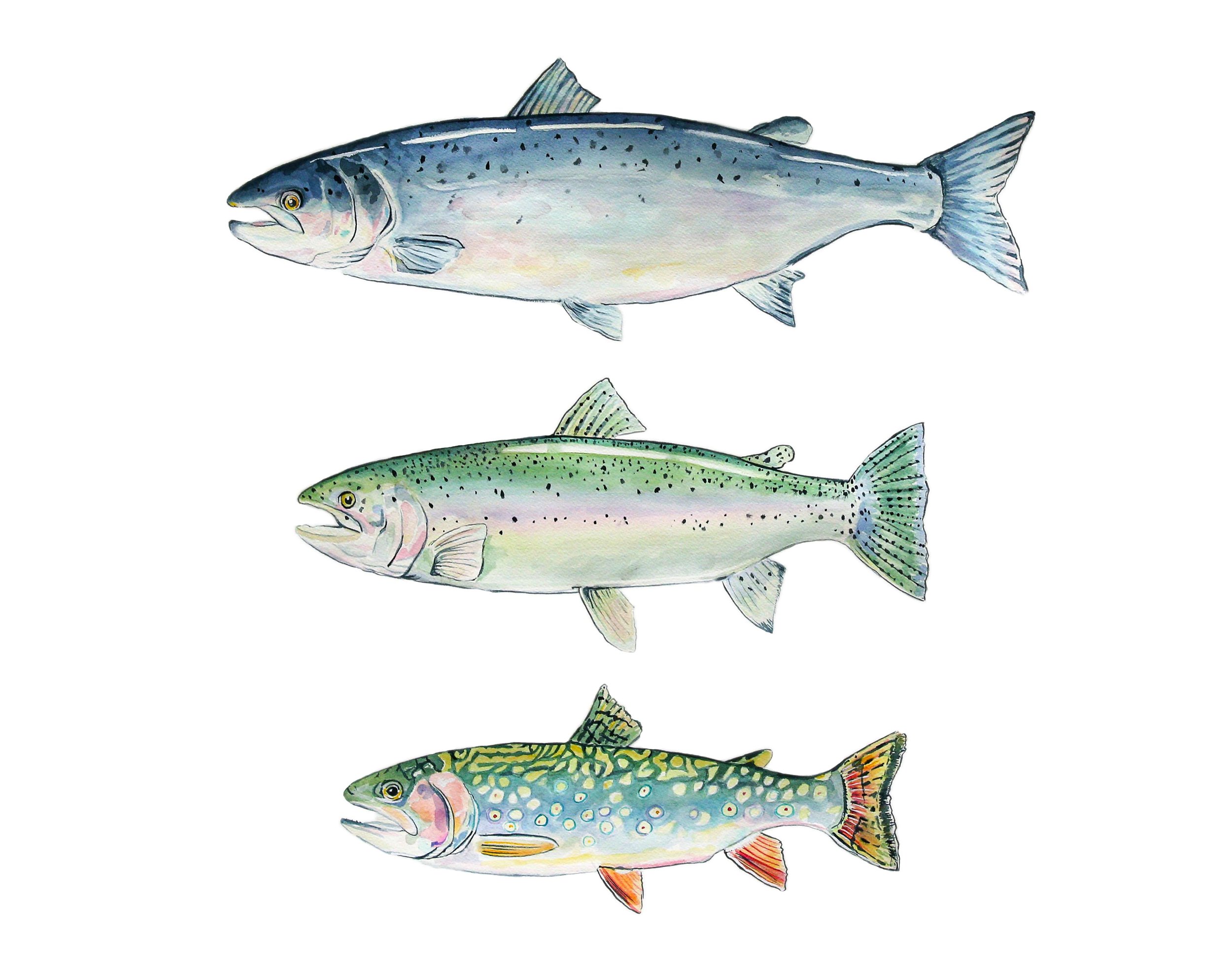 Trout Trio.jpg