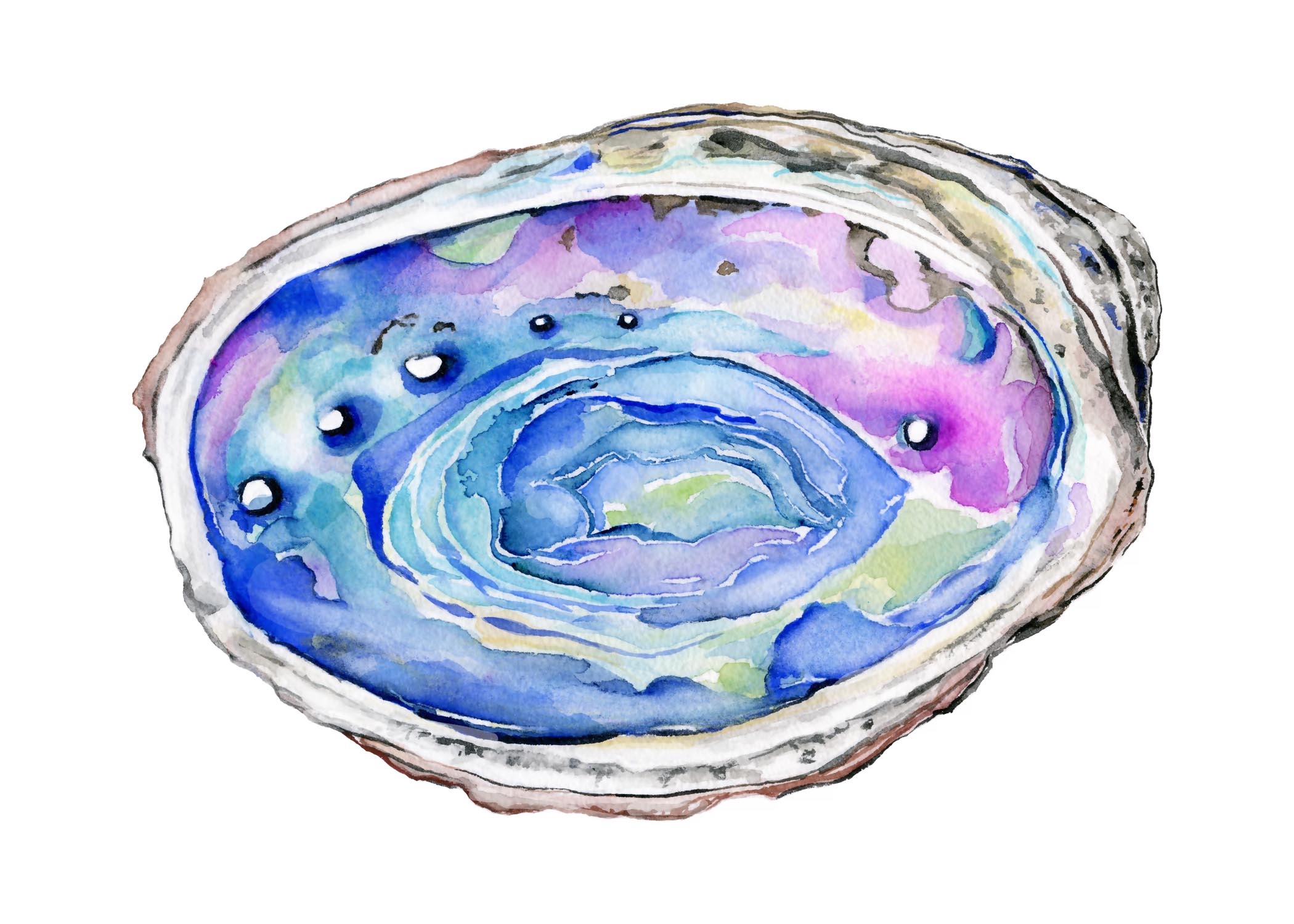 Abalone resized.jpg