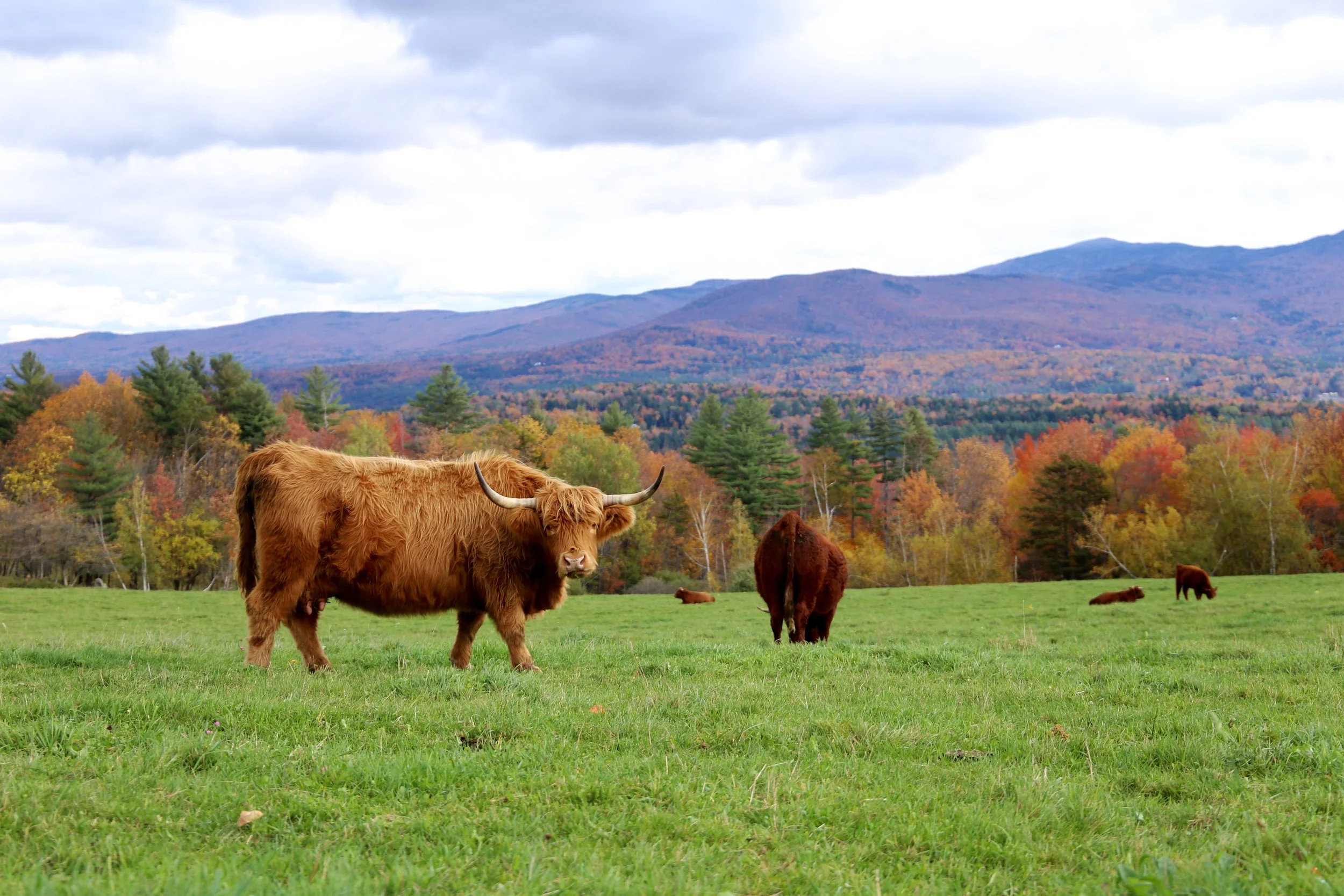  Stowe, VT 