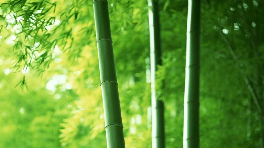 young-bamboo-in-sunshine1366x76850717-1080x607.jpg