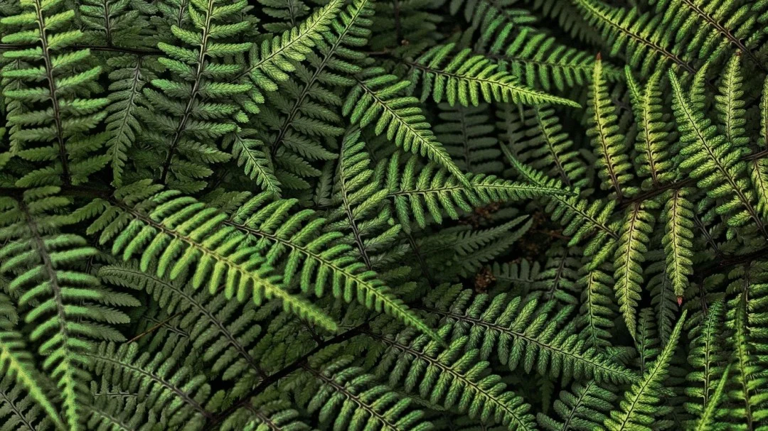 desktopwallpapers.org_.ua-4719-1080x607.jpg