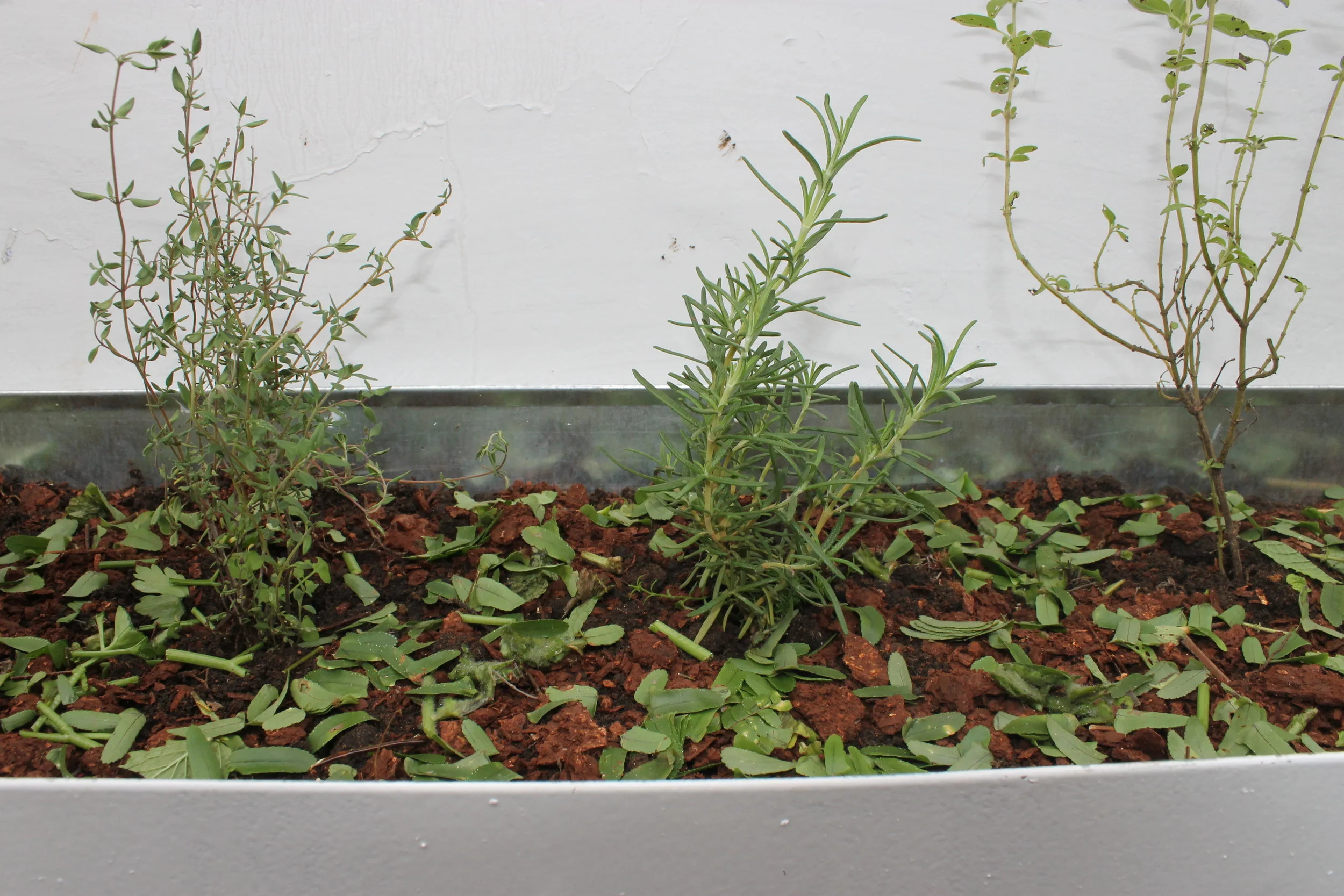 Temperos em jardineira de calha