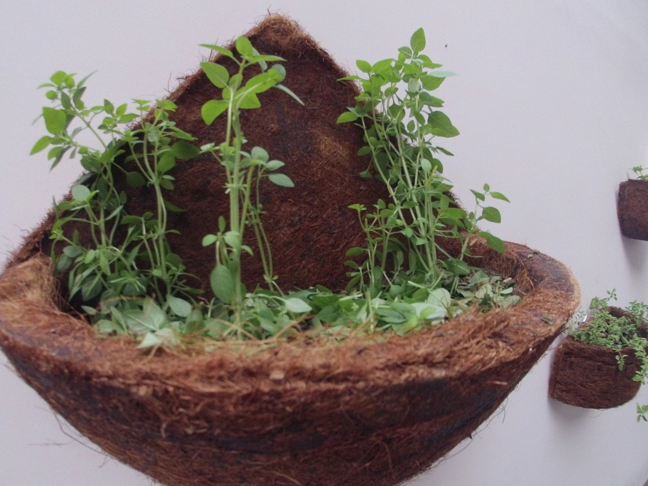 Vaso de fibra de coco