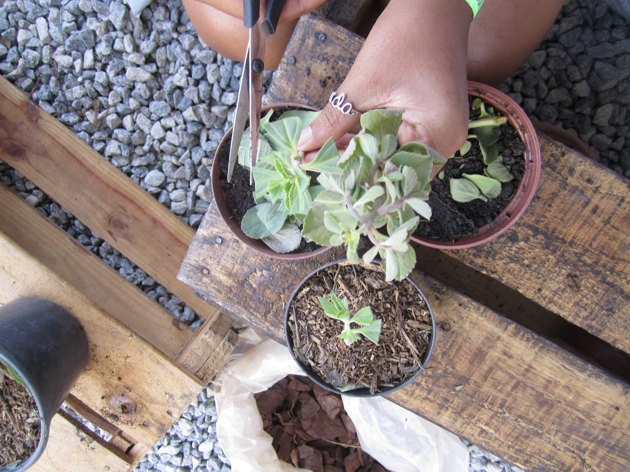 Doação de mudas medicinais no evento #TragaAmor