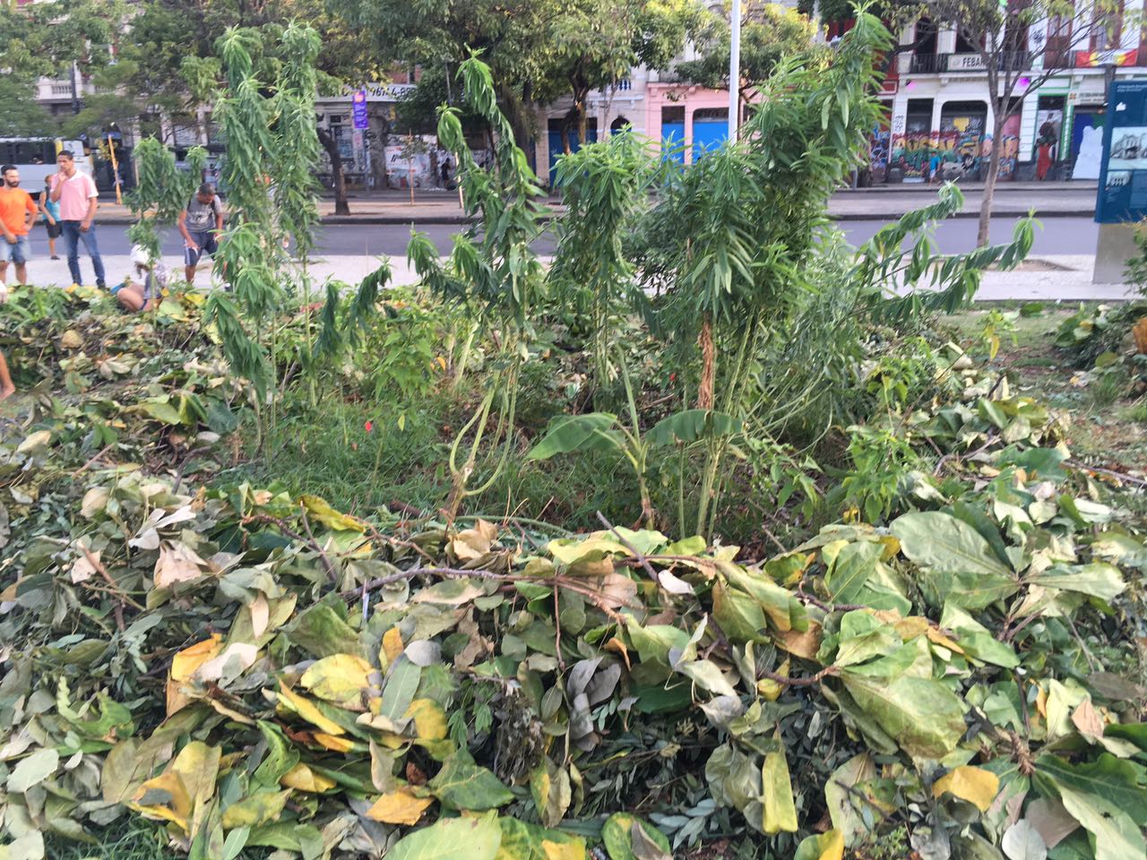 WhatsApp Image 2017-03-13 at 09.20.03.jpeg