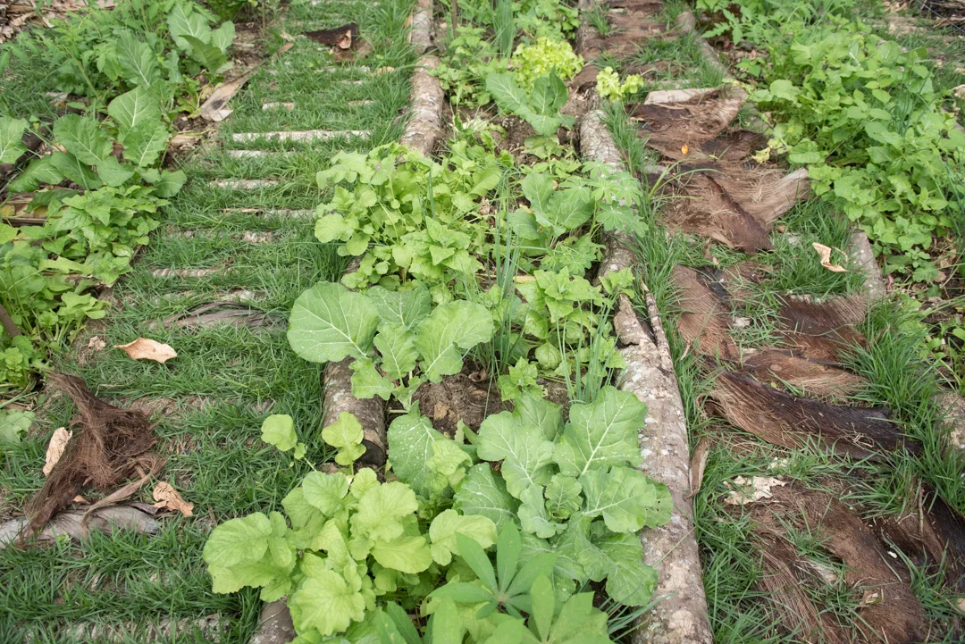 Horta em um quintal em Niterói