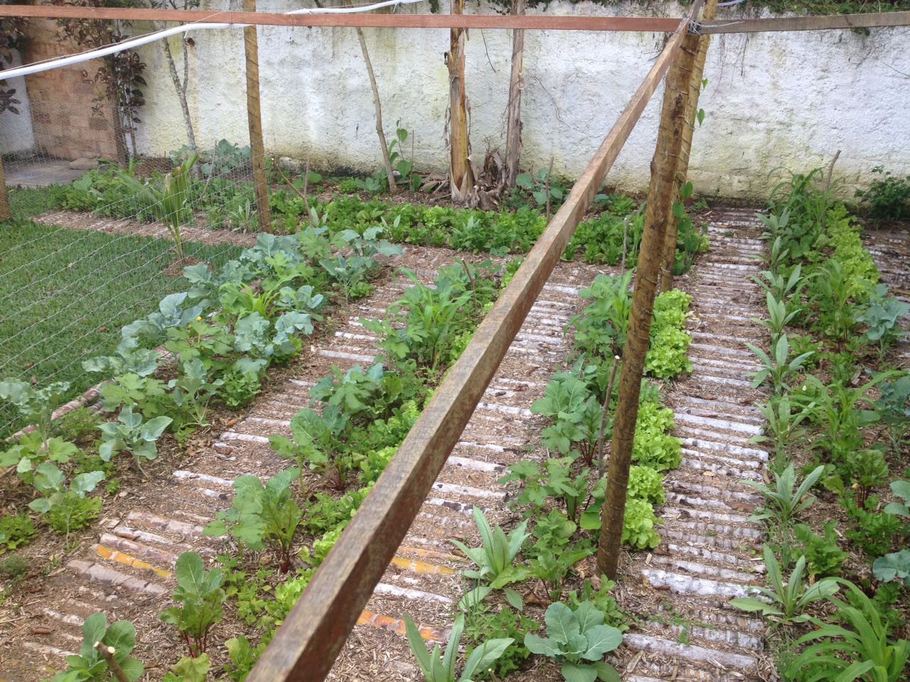 Estágio inicial de horta em quintal