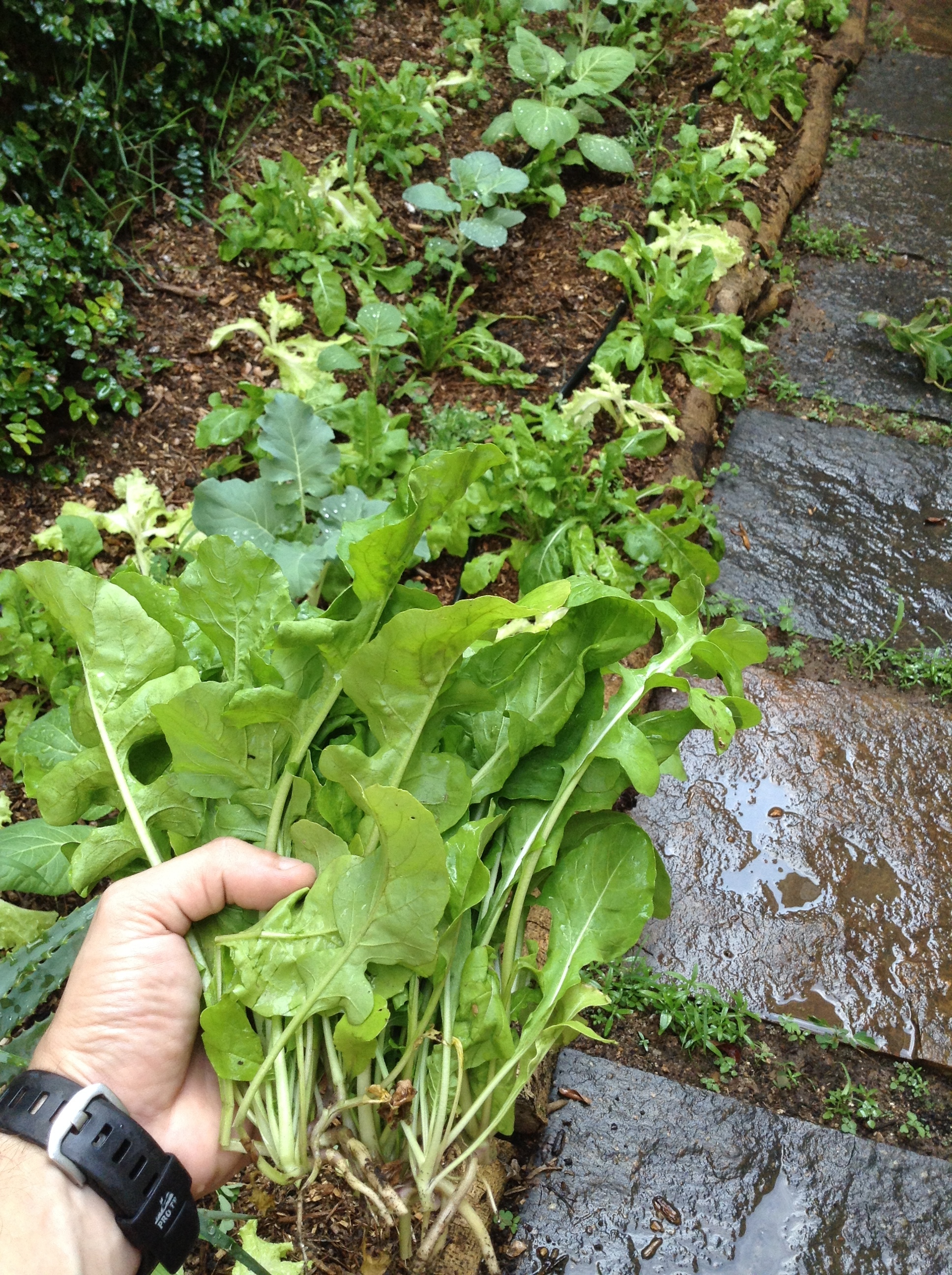 Produção de alimentos em uma casa no Jardim Botânico