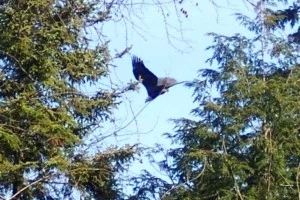 bald-eagle-at-RRPt-300x200.jpg