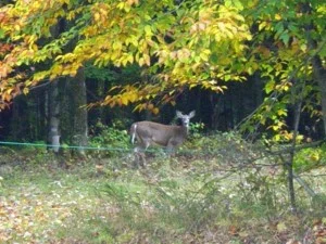 Deer-at-RRPt1-10-05-300x225.jpg