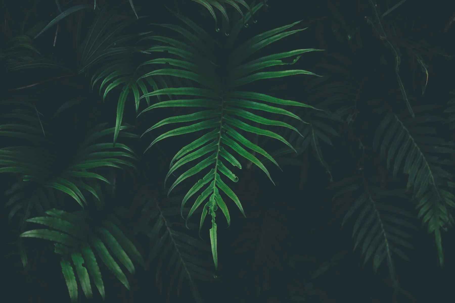 resize-1.jpg