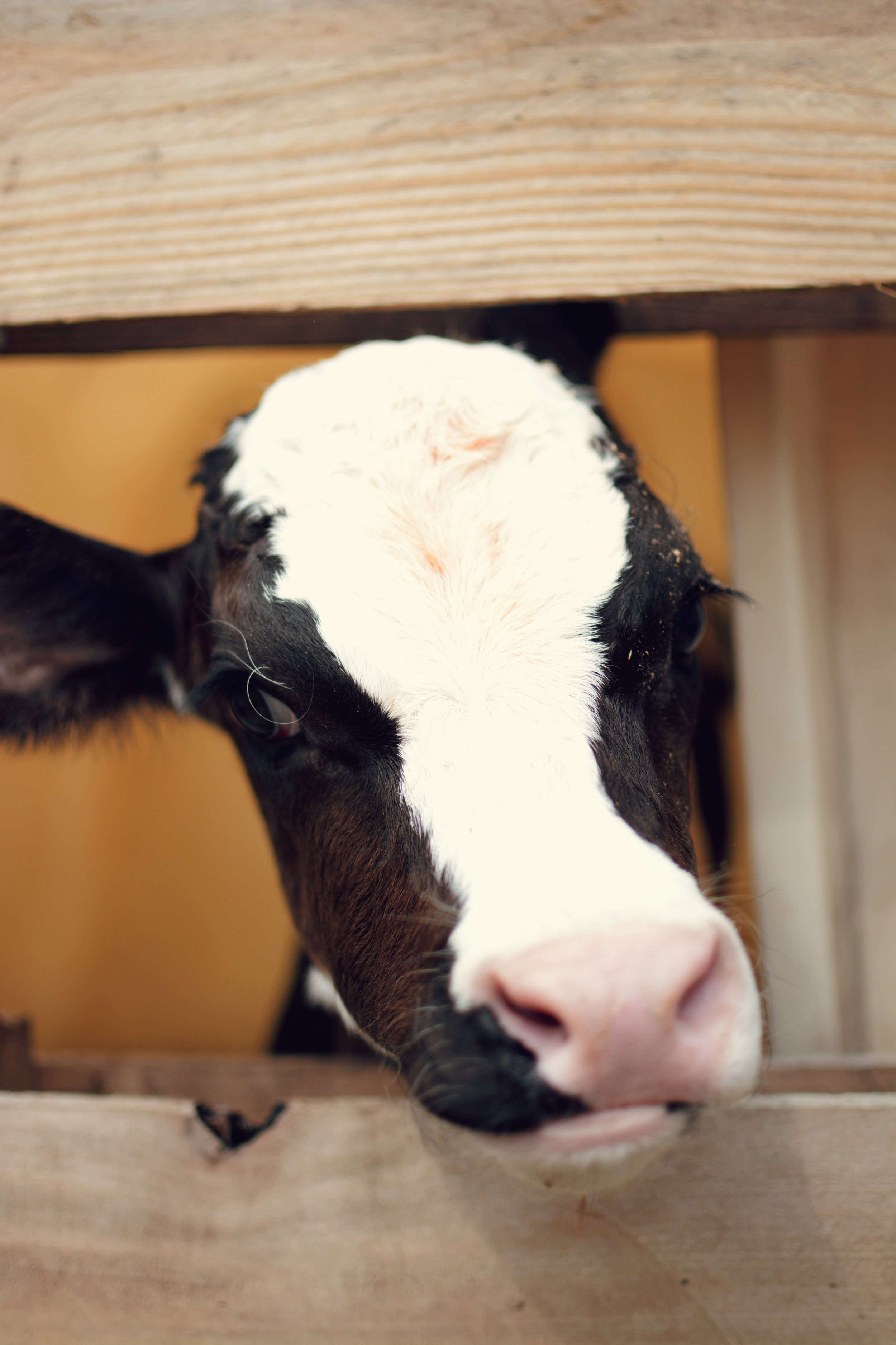 Calf1.jpg