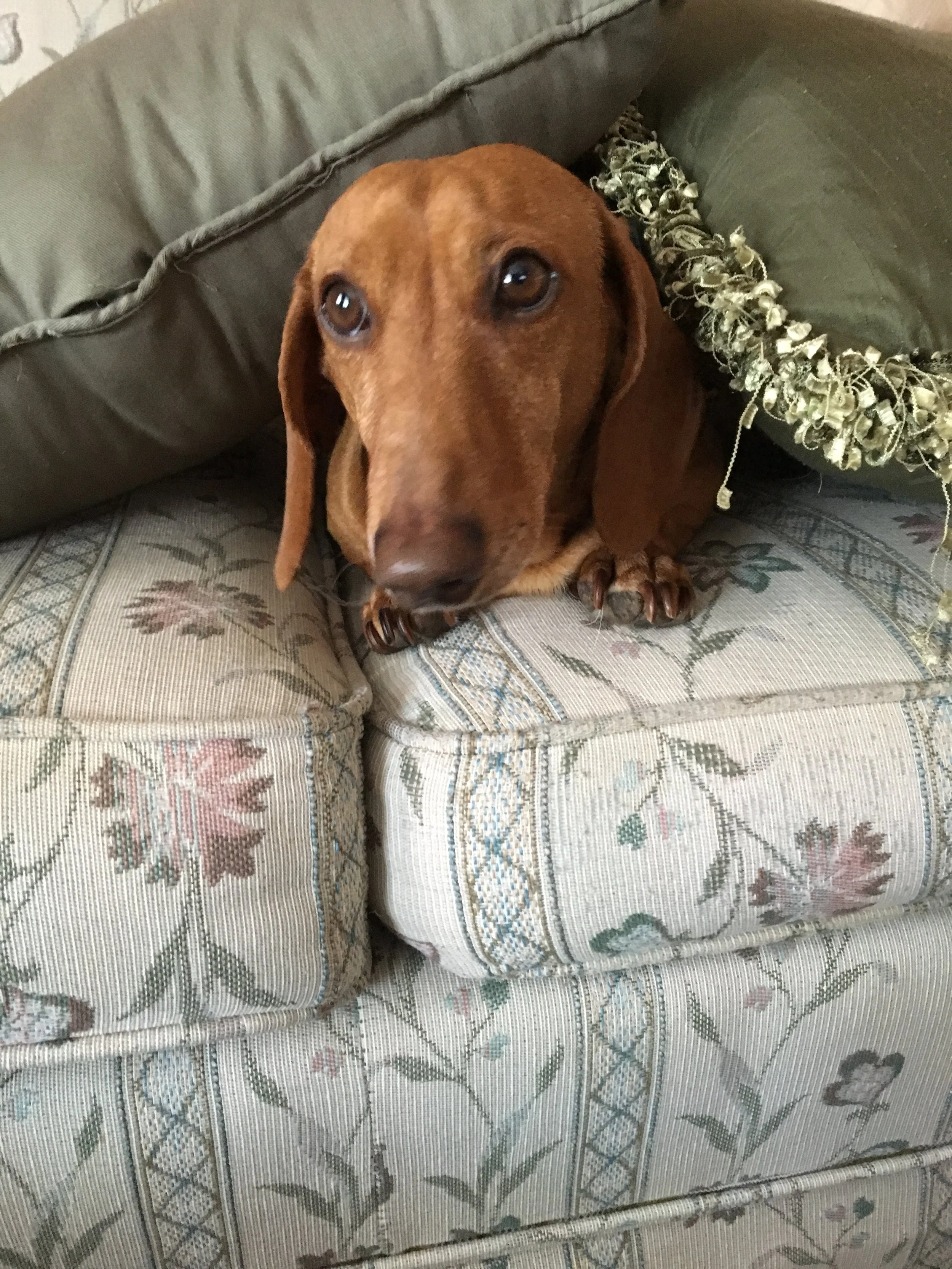 It's Farm Dog Friday!!
