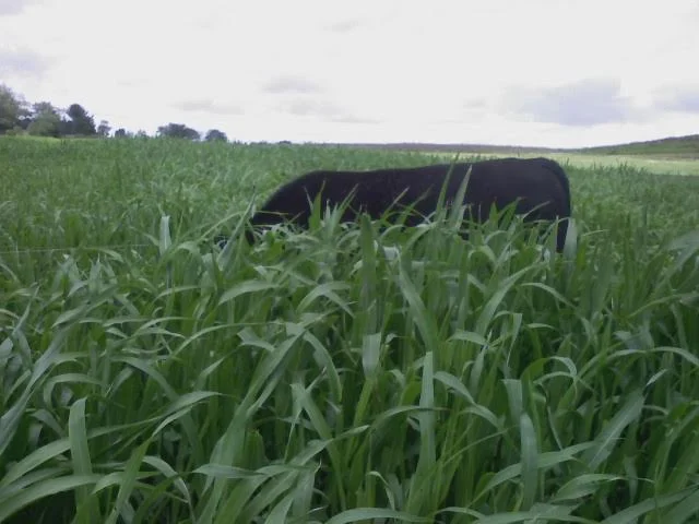 Steer in Sorghum.jpg