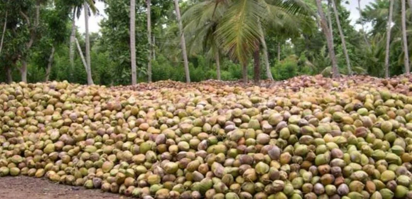 I see a lovely bunch of coconuts, deedly dee...