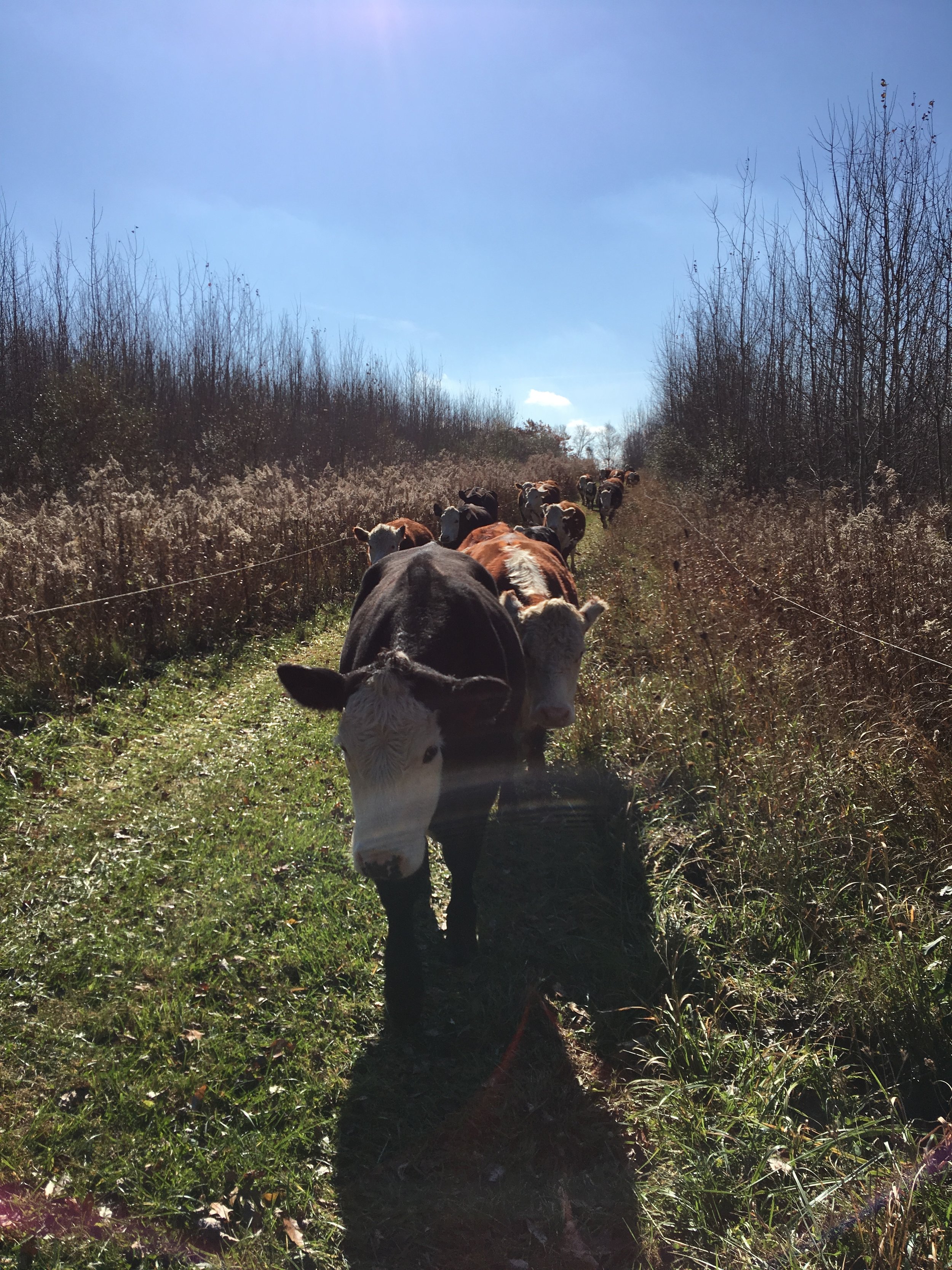 GOOOOOOOOOD MORNING, PITTSBURGH!!!!!