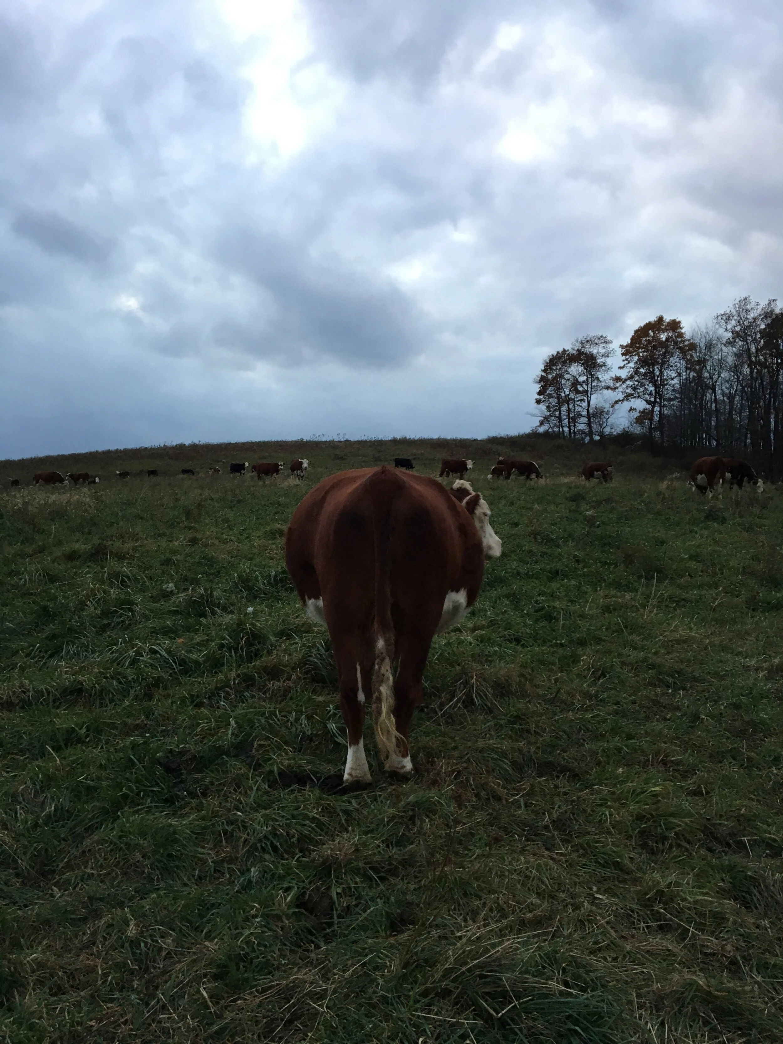 Thanksgiving: A glimpse into the life of a happy cow.