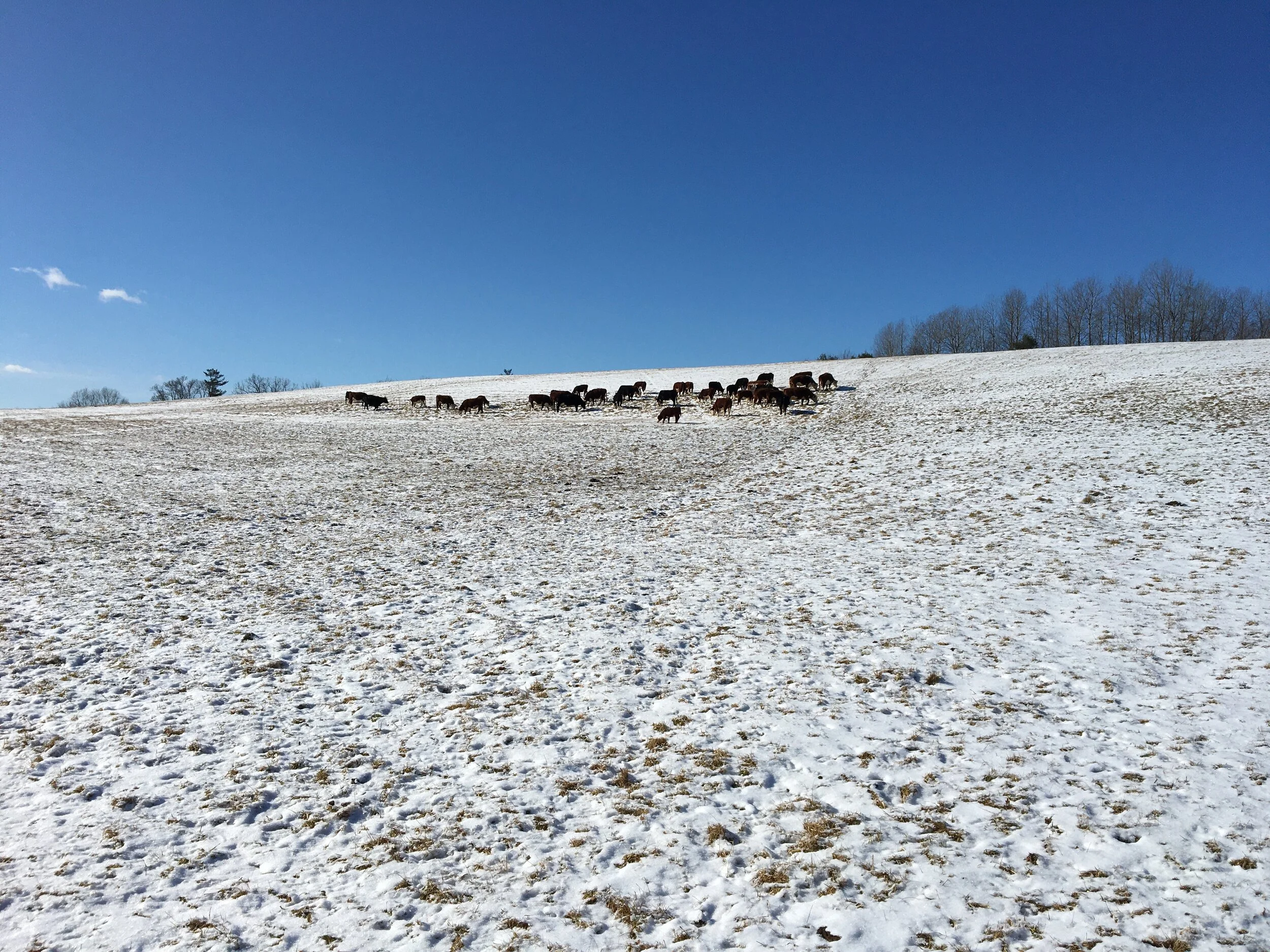 Winter watering grassfed cattle: a quick how-to.
