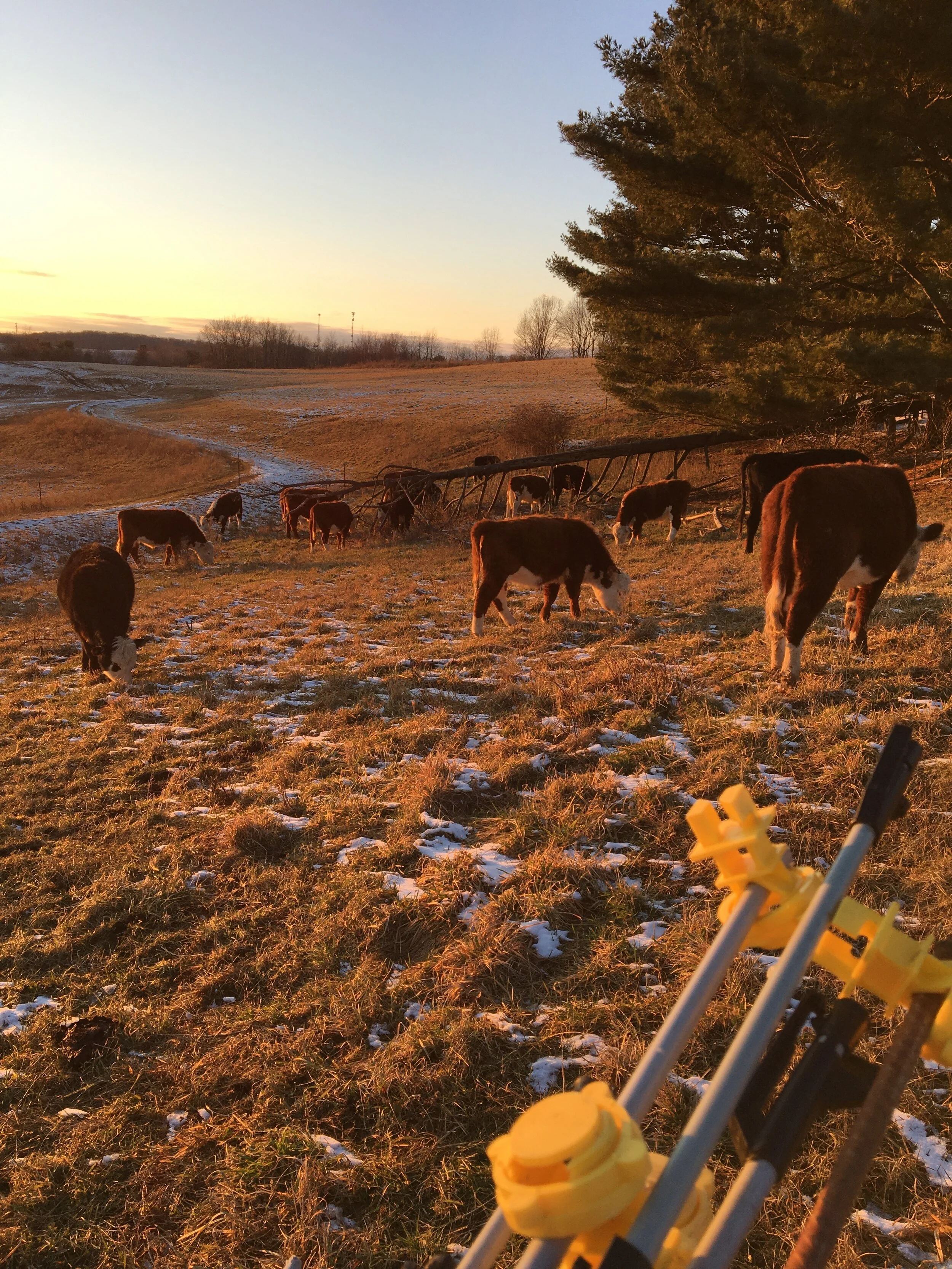 Beef, finally, is finished.