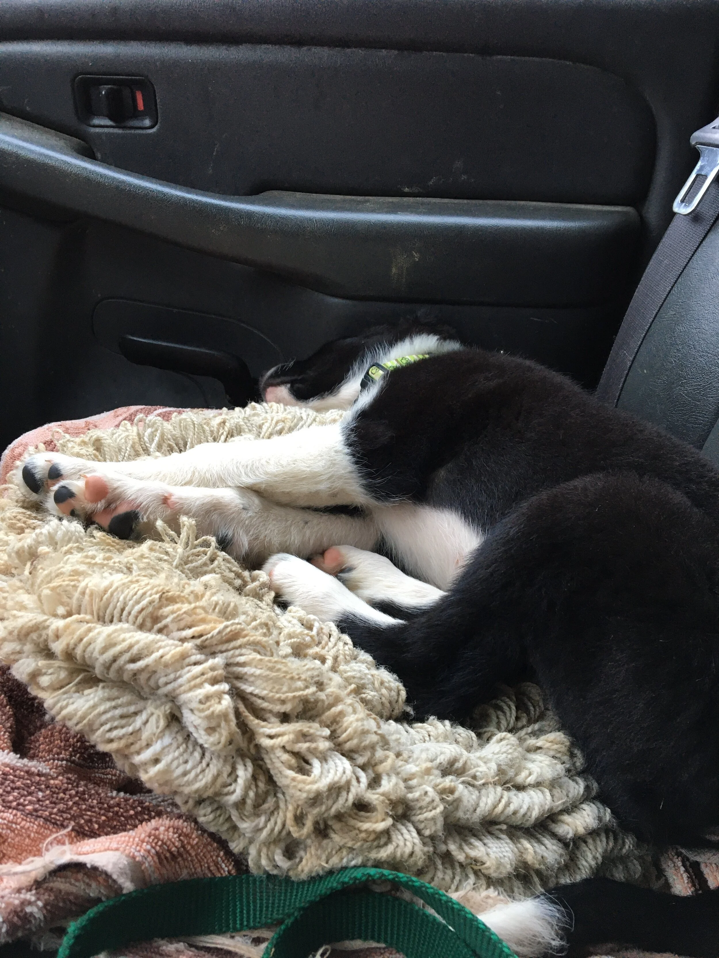 It's FARM DOG FRIDAY!!