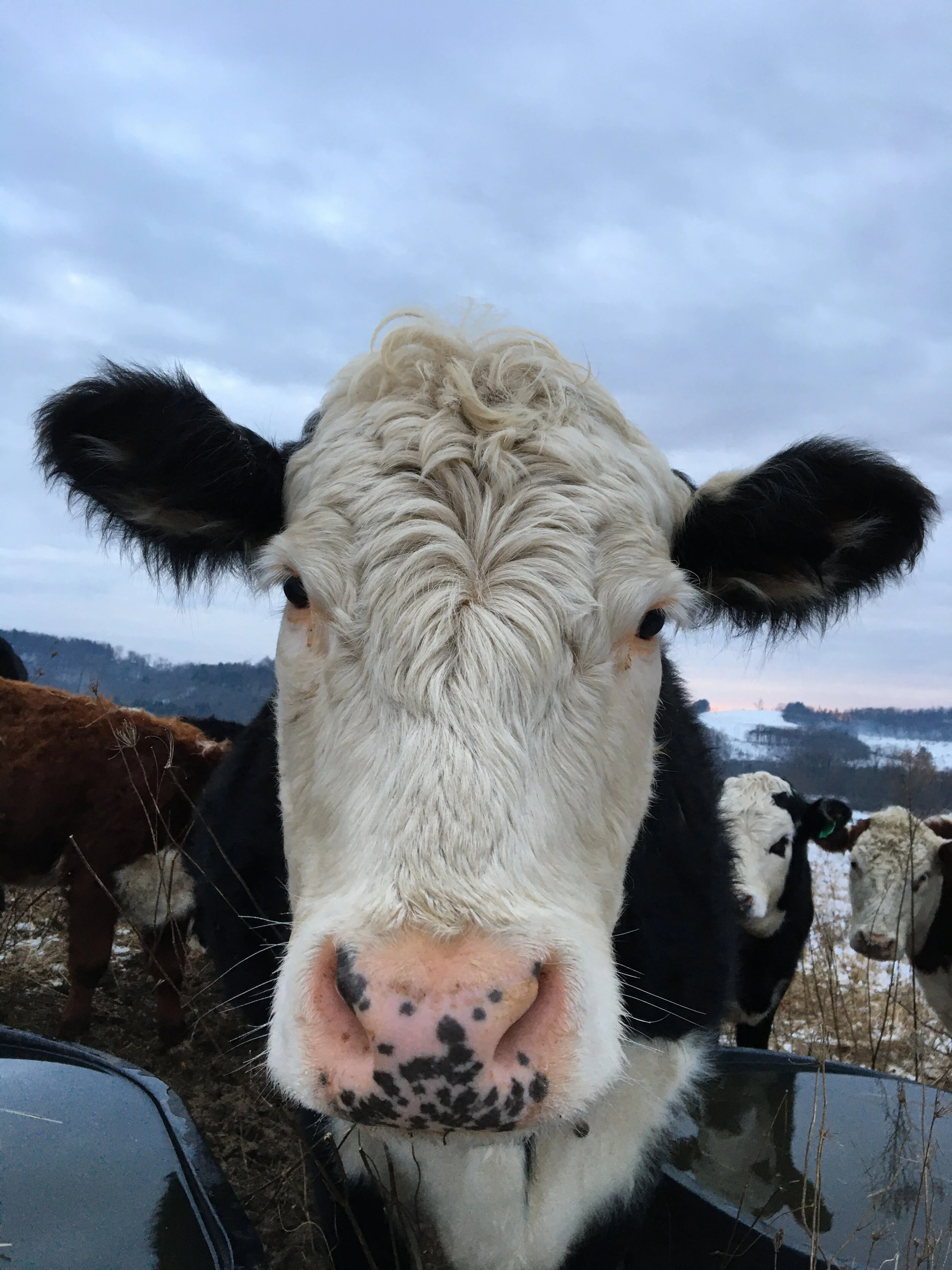 A precursor to Farm Dog Friday: Farm Update!