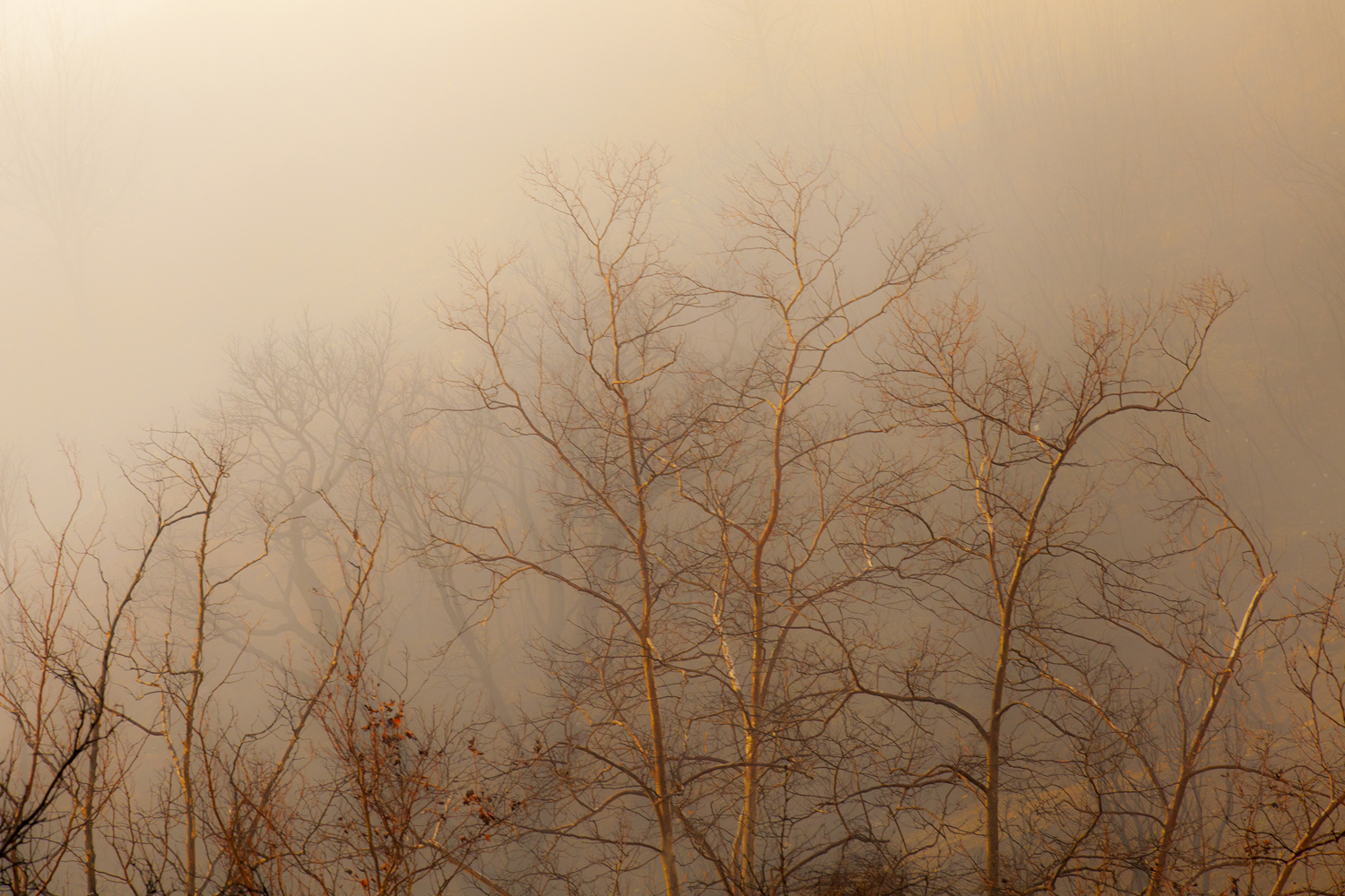 Kimball Hall treetops.jpg