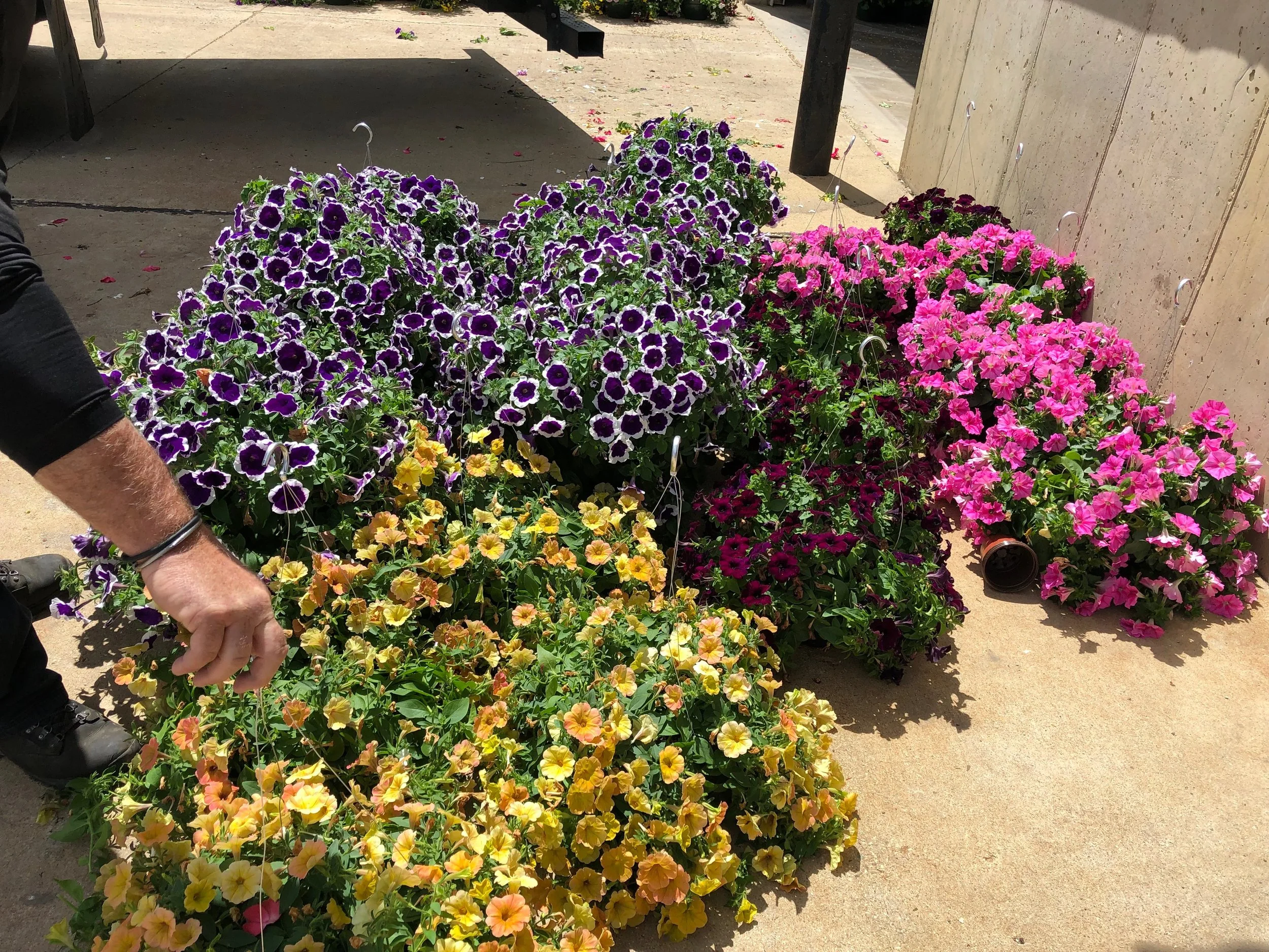 Beautiful Plants for Sale!