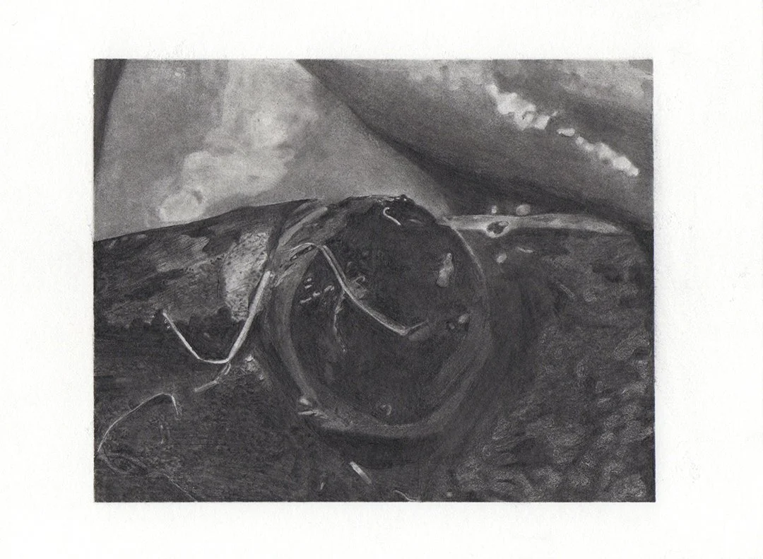 jackfish in my father's hands, graphite on paper, 5.5 x 7.5 inches, 2020