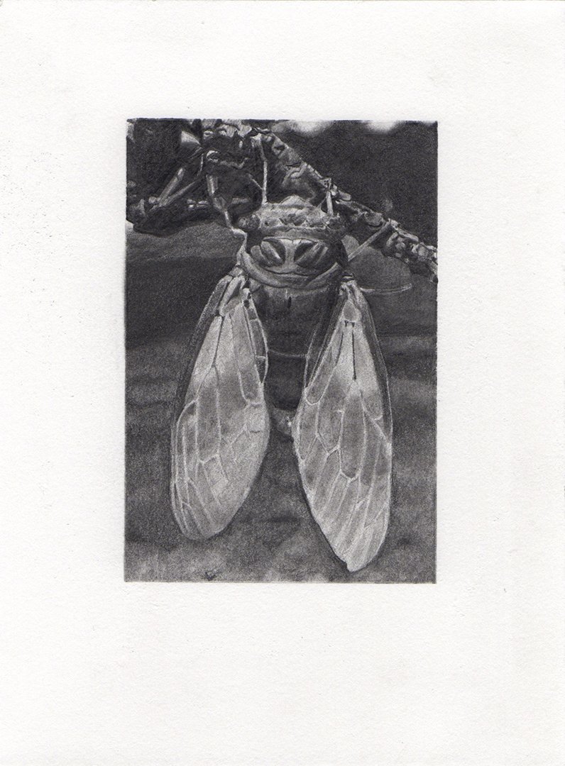 cicada, graphite on paper, 7.5 x 5.5 inches, 2020