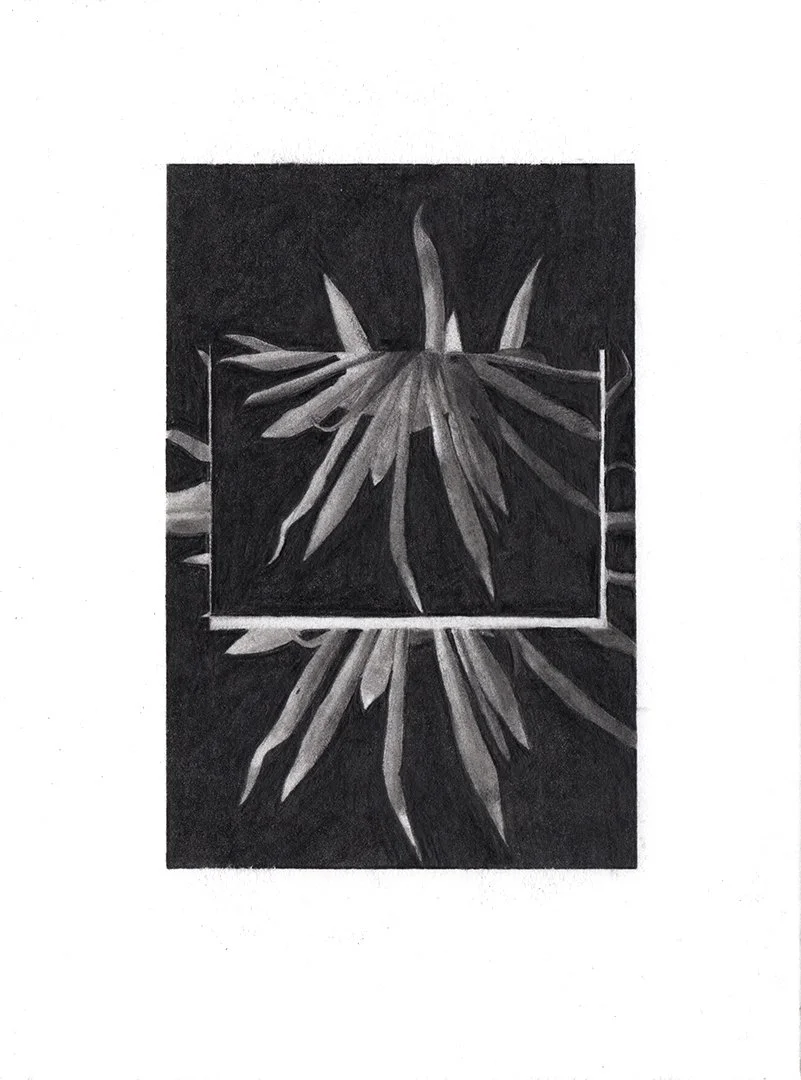 night blooming, graphite on paper, 7.5 x 5.5 inches, 2020
