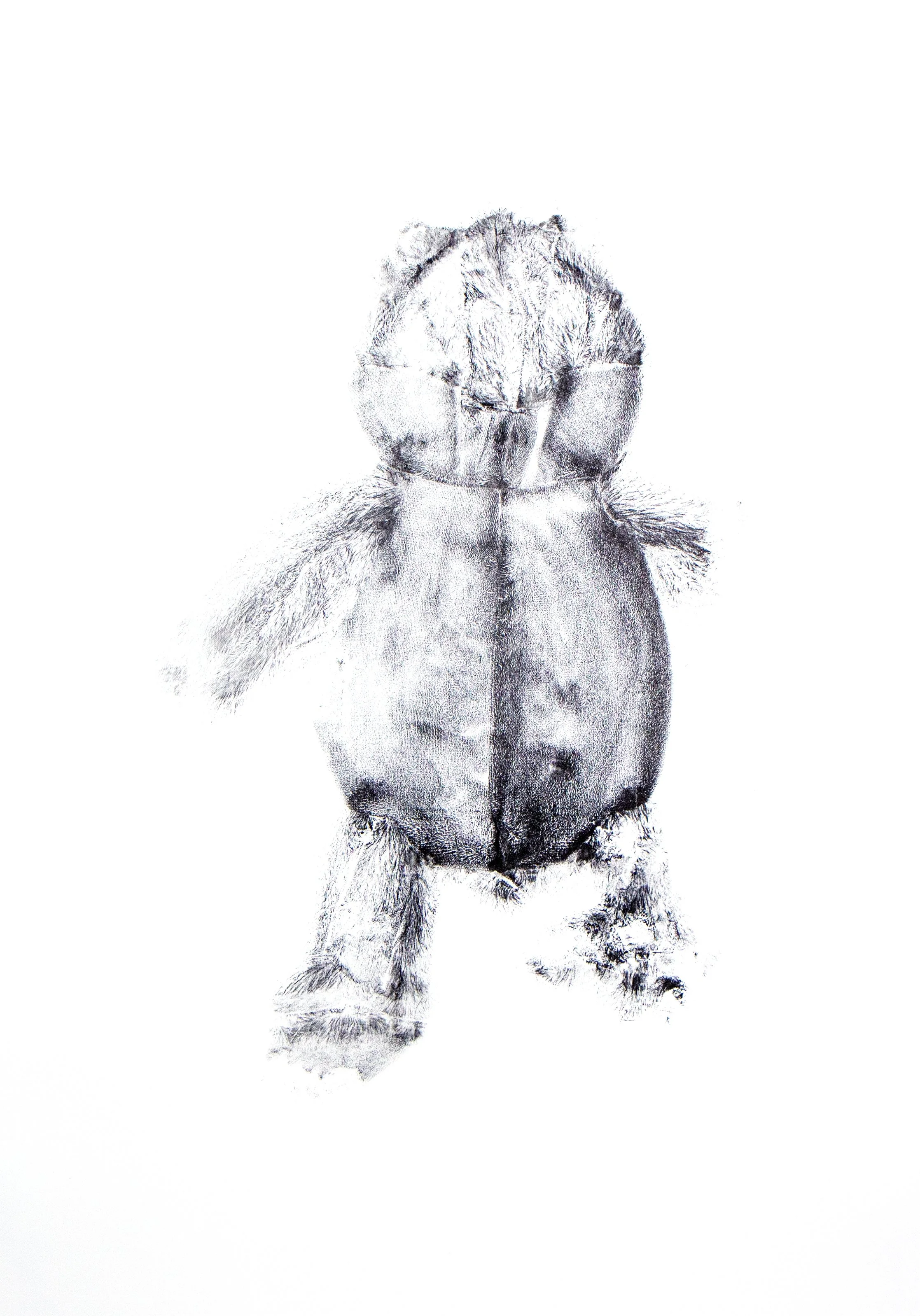frog, monoprint, 25 x 17.75 inches, 2025