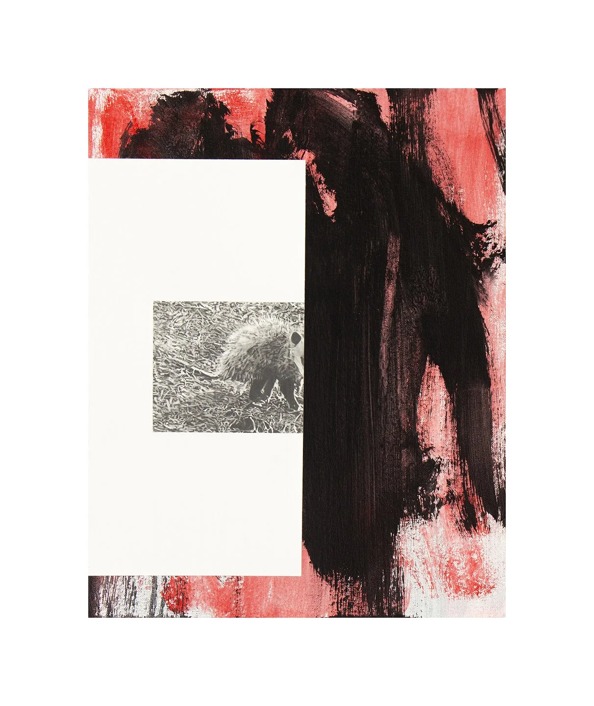 possum opossum, graphite and acrylic on canvas on panel, 14 x 11 inches, 2024