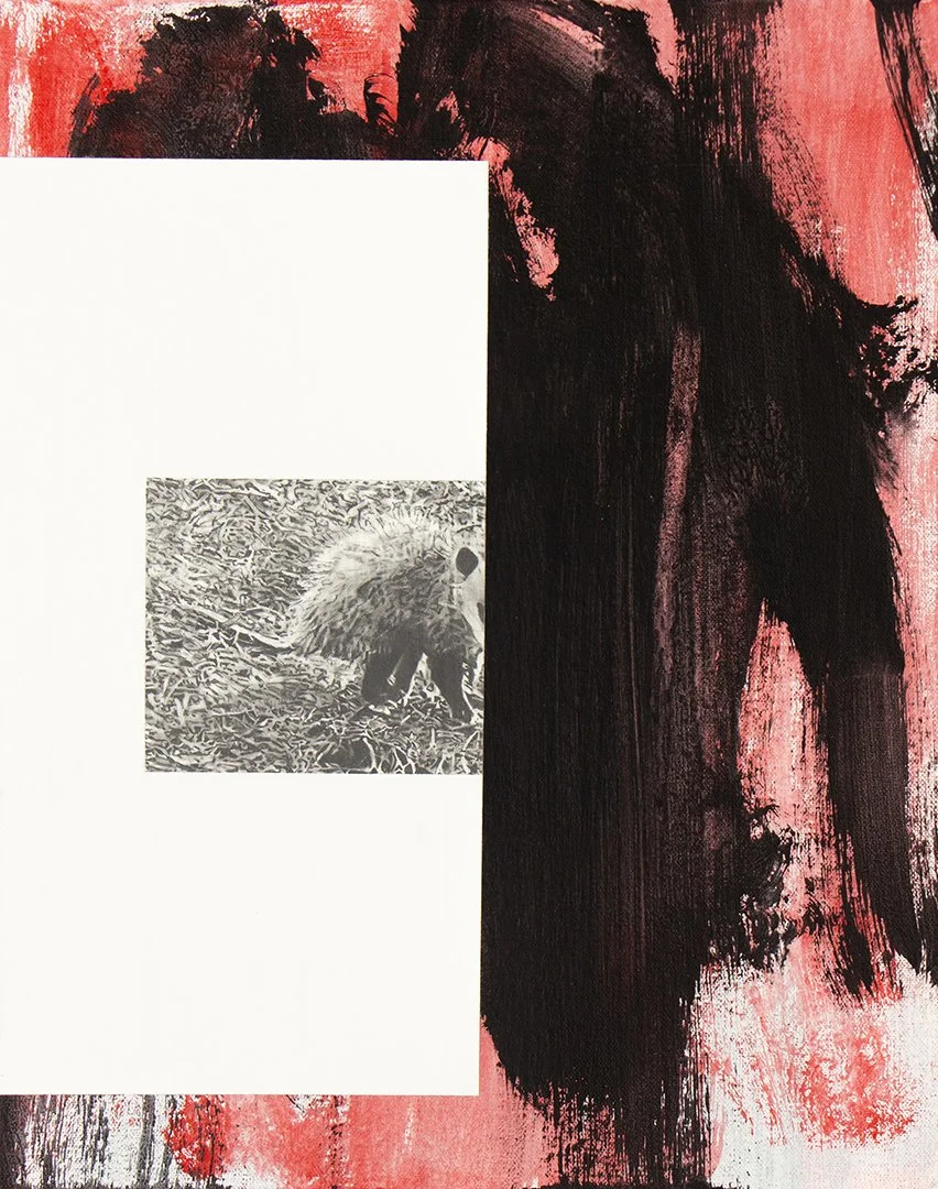 possum opossum, graphite and acrylic on canvas on panel, 14 x 11 inches, 2024