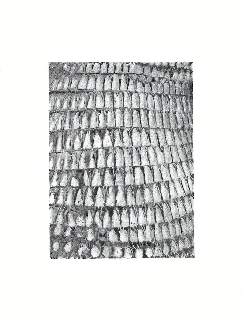 armadillo, graphite on paper, 7.5 x 5.5 inches, 2022