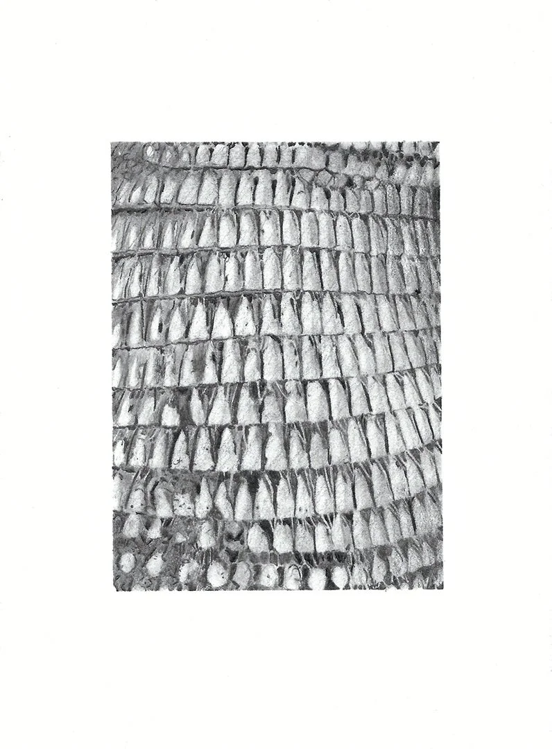 armadillo, graphite on paper, 7.5 x 5.5 inches, 2022
